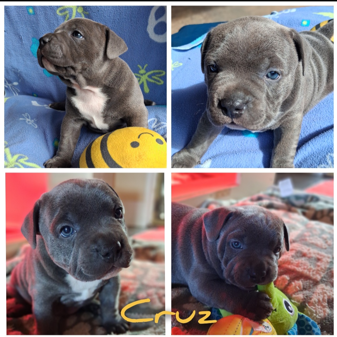Staffordshire Bull Terrier – Toowoomba