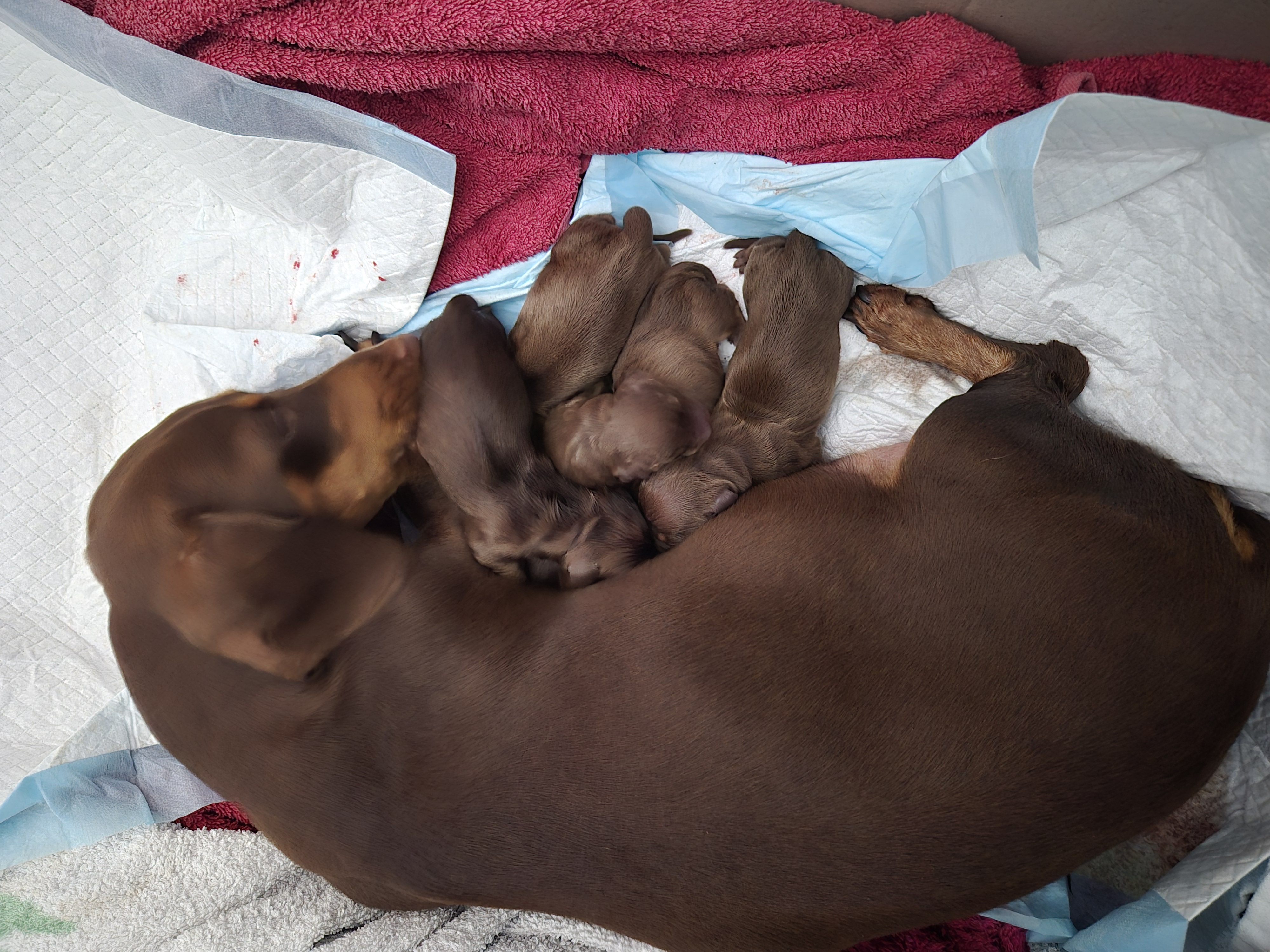 Dachshund – Point Vernon