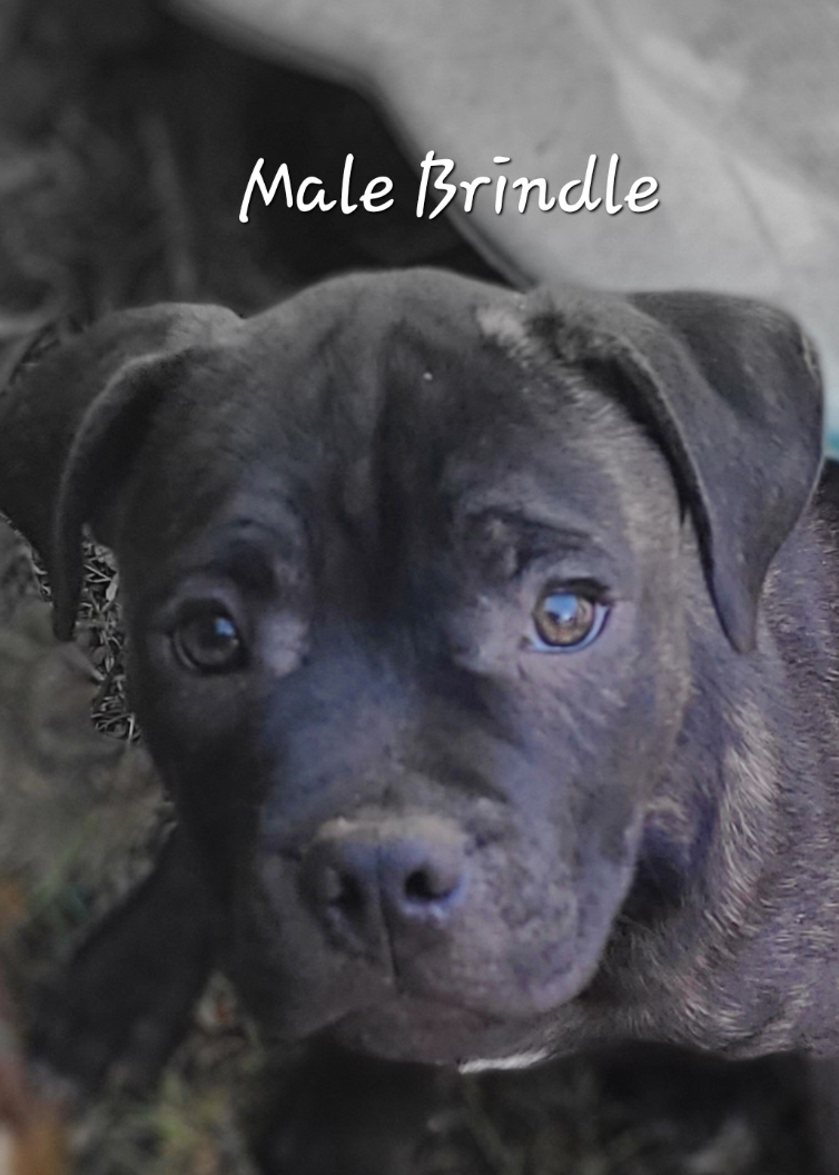 Staffordshire Bull Terrier – Toowoomba