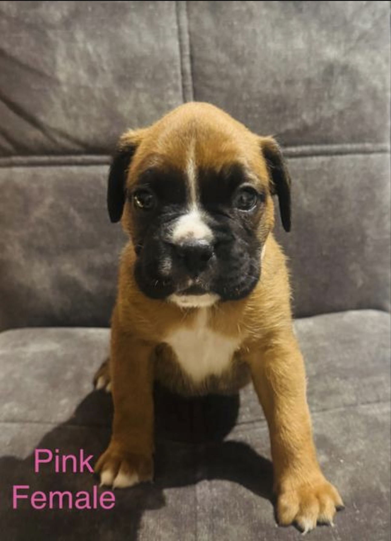 Boxer – Berwick