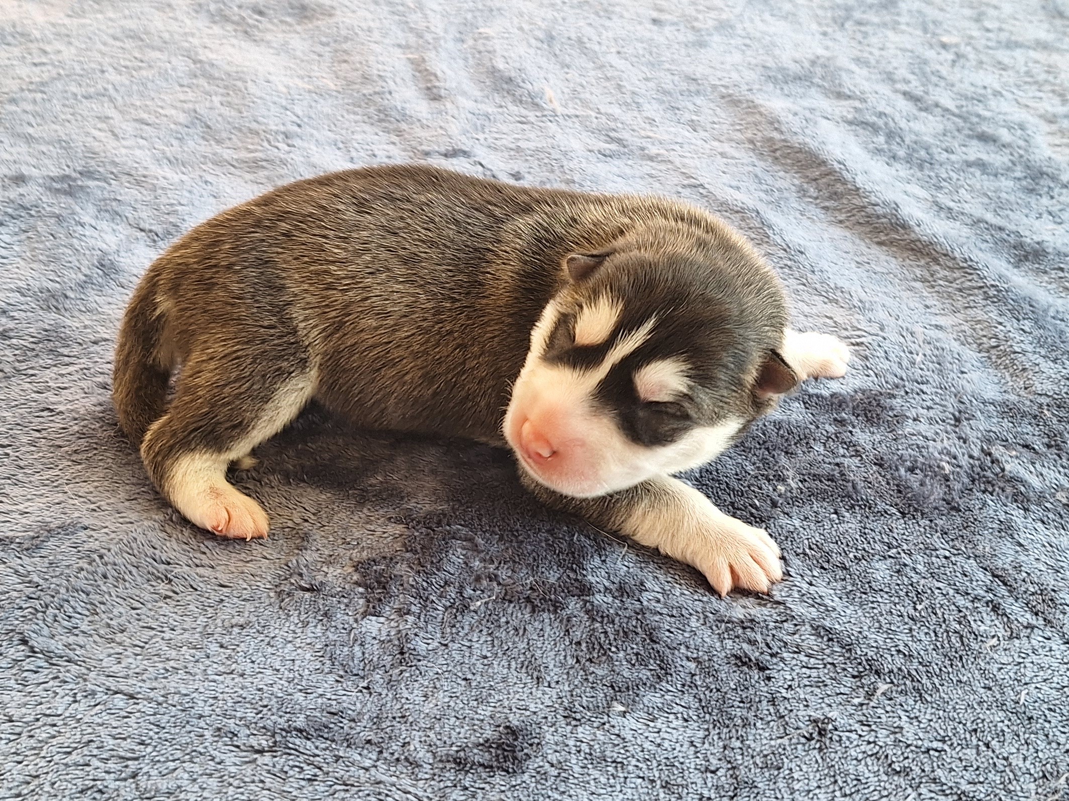 Husky – Ellalong