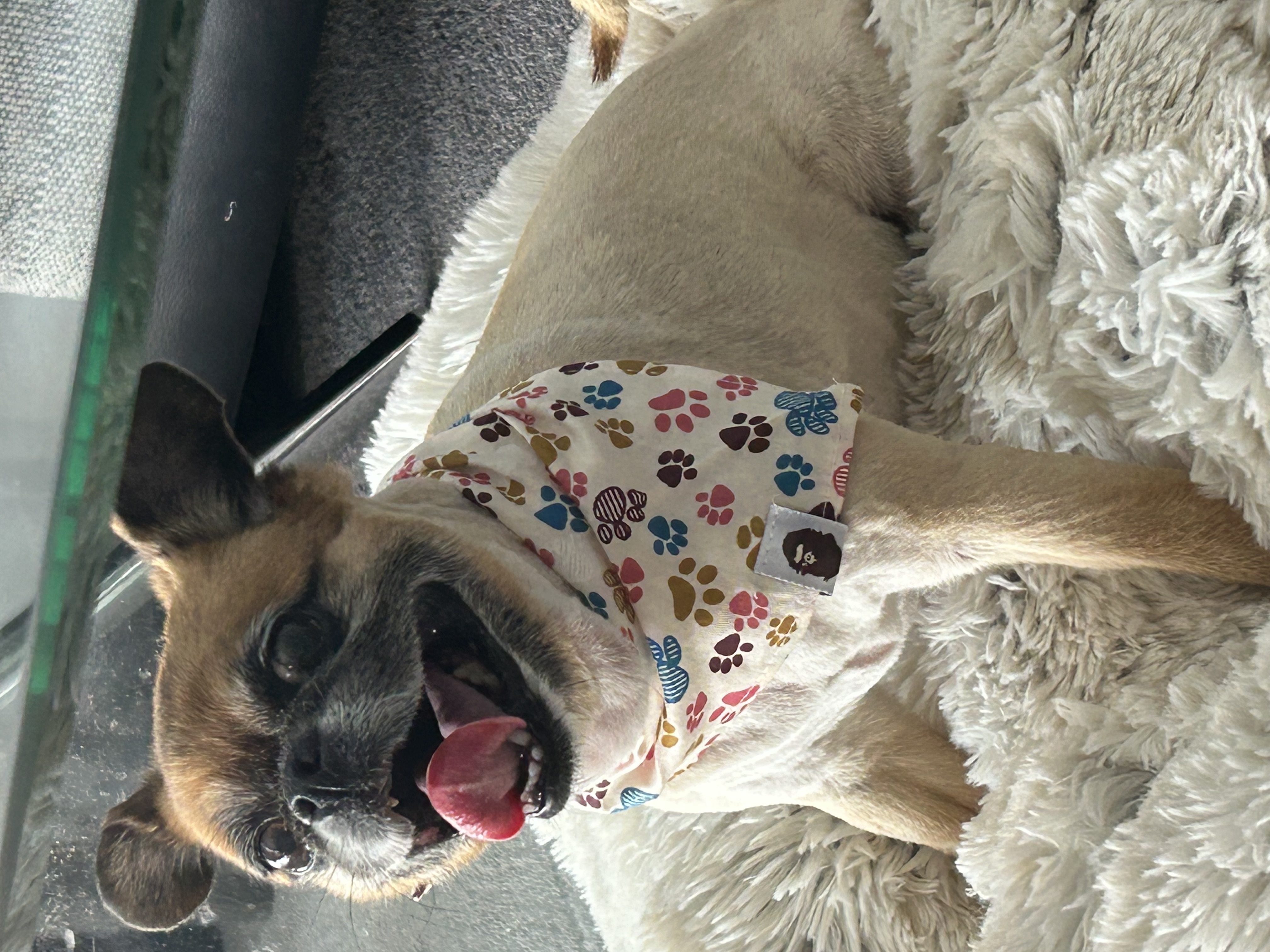Puggle – Northmead