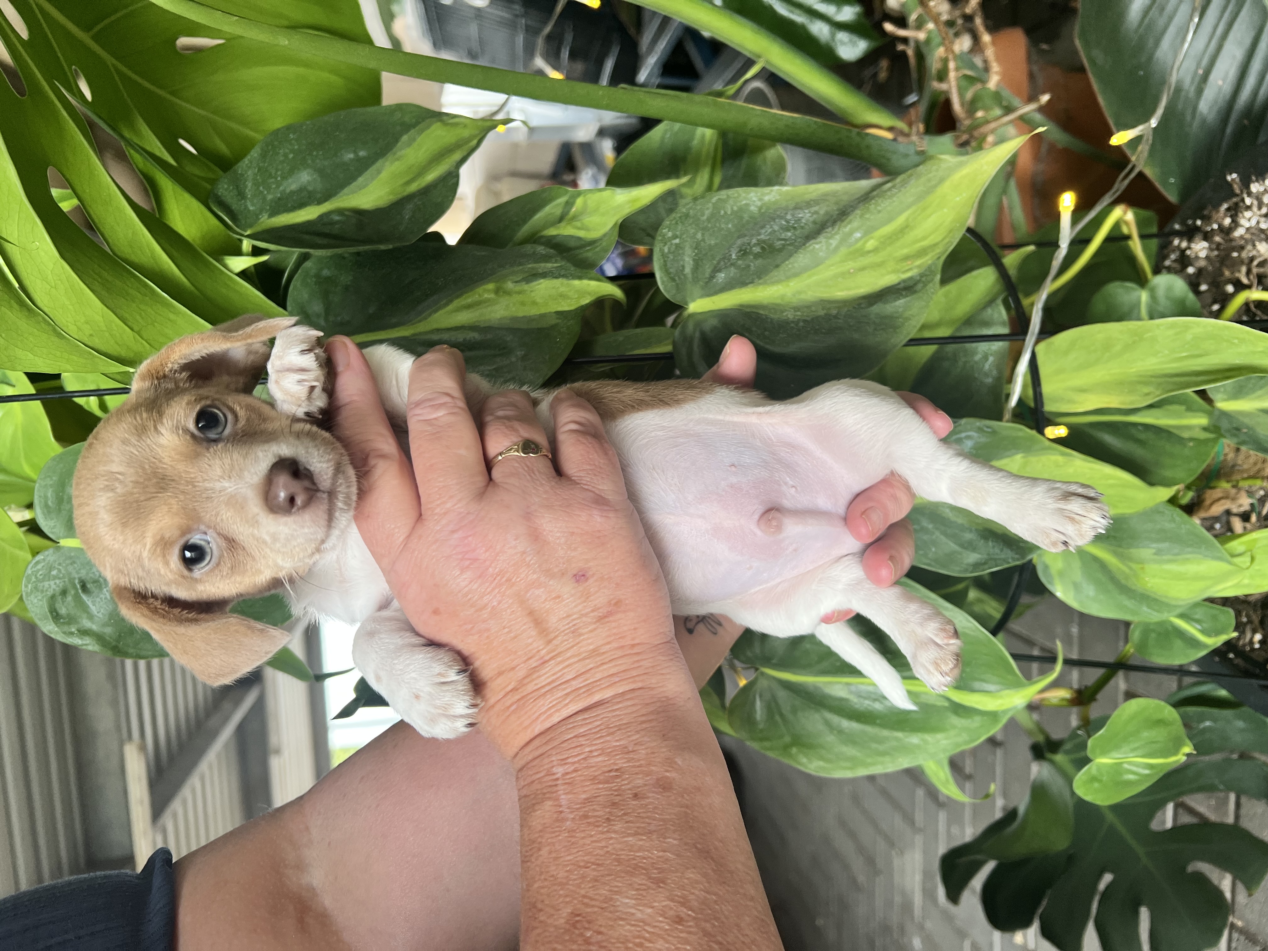 Chiweenie – Clare