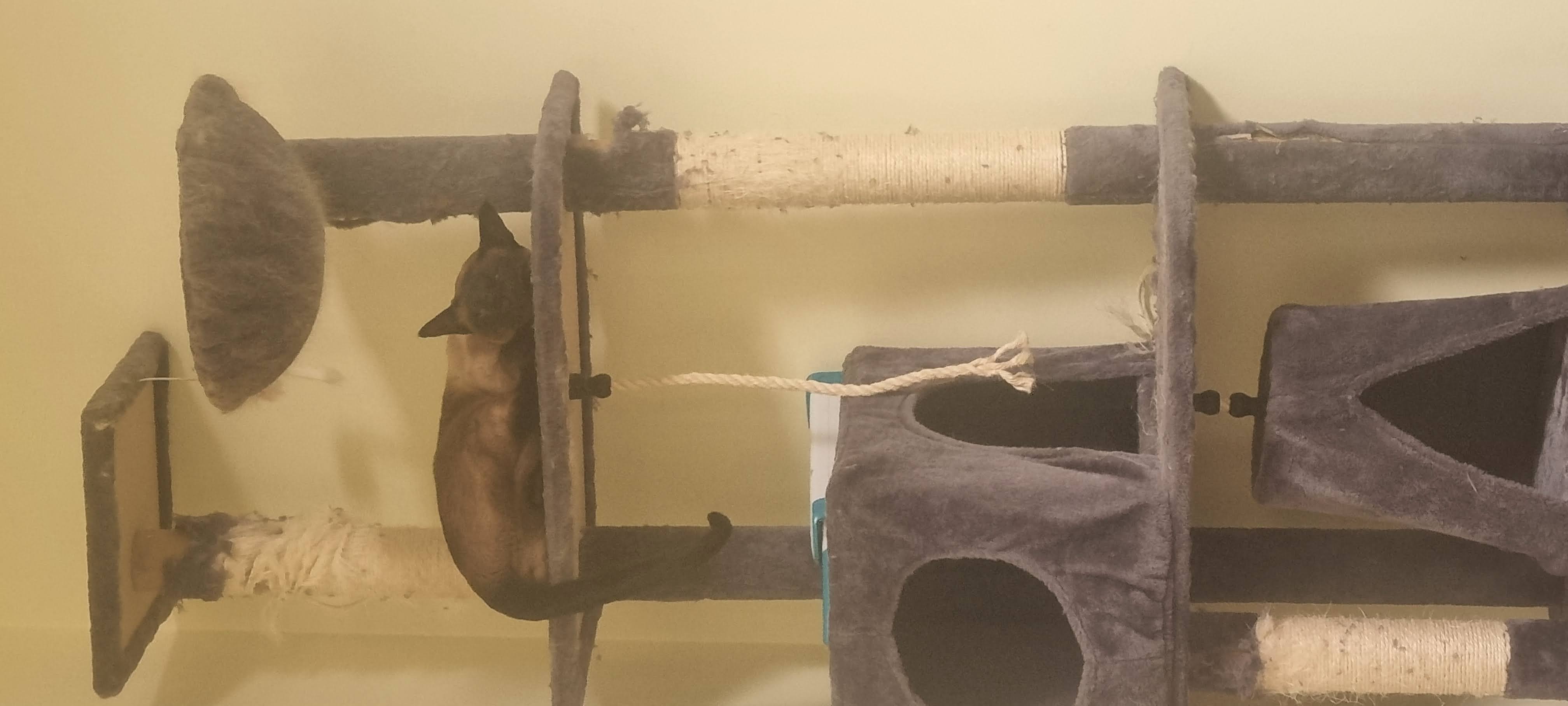 Siamese – Greenway