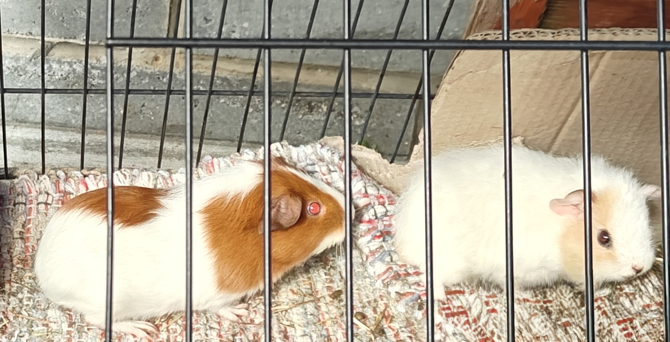 Guinea Pig – Kingston