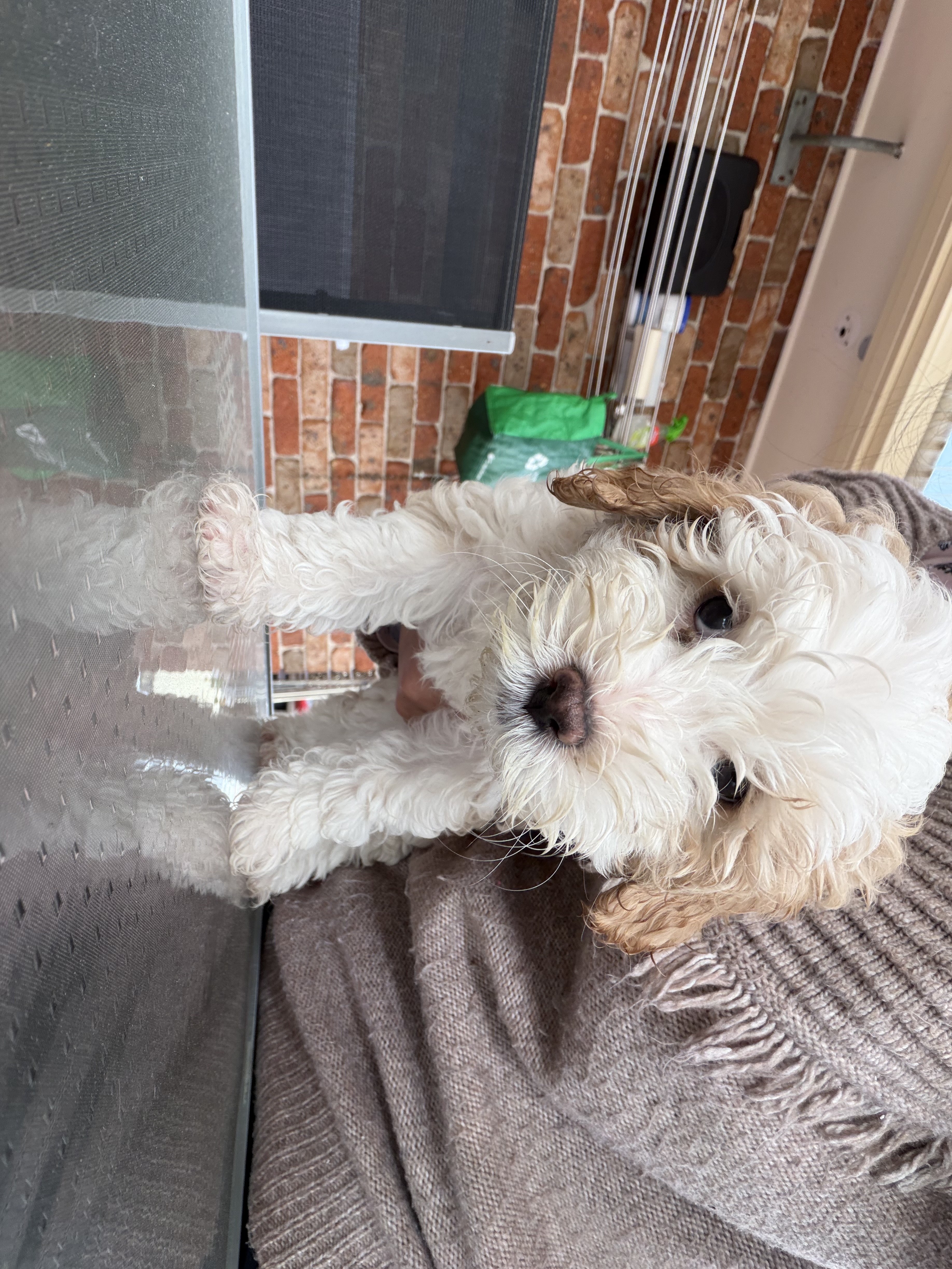 Cavoodle – Cecil Park