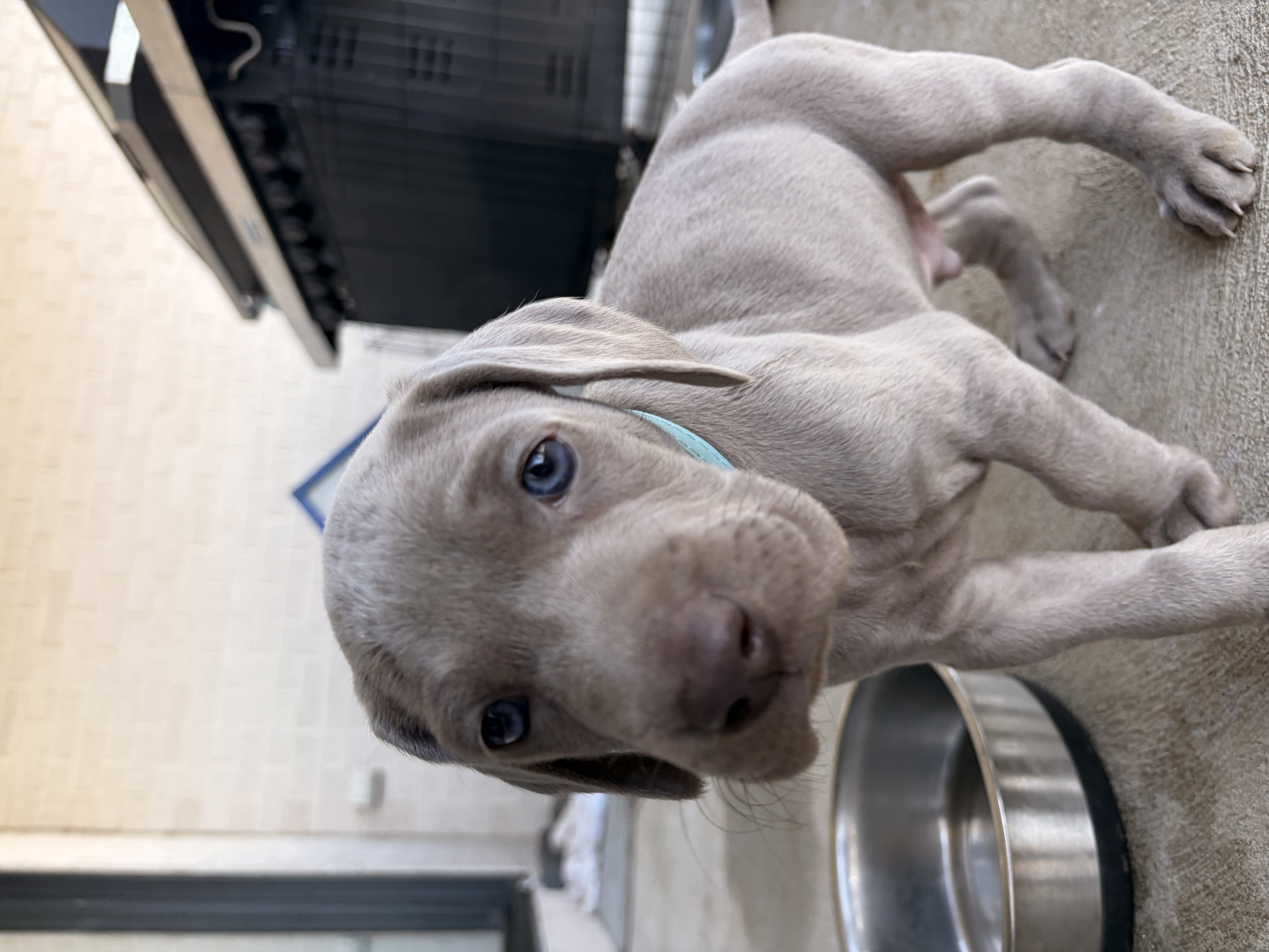 Weimaraner – Bannockburn
