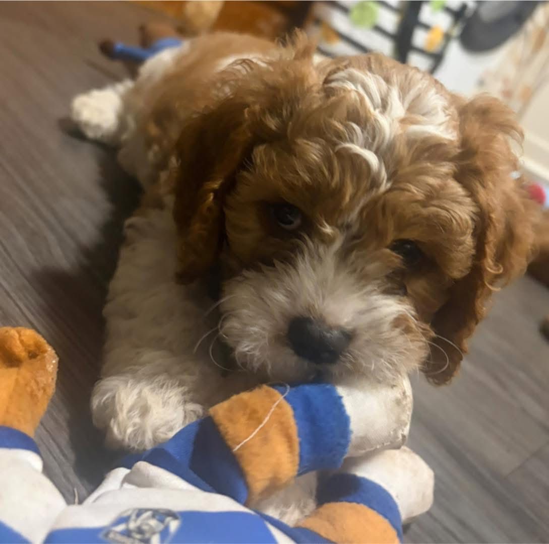 Cavoodle – Kippa-Ring