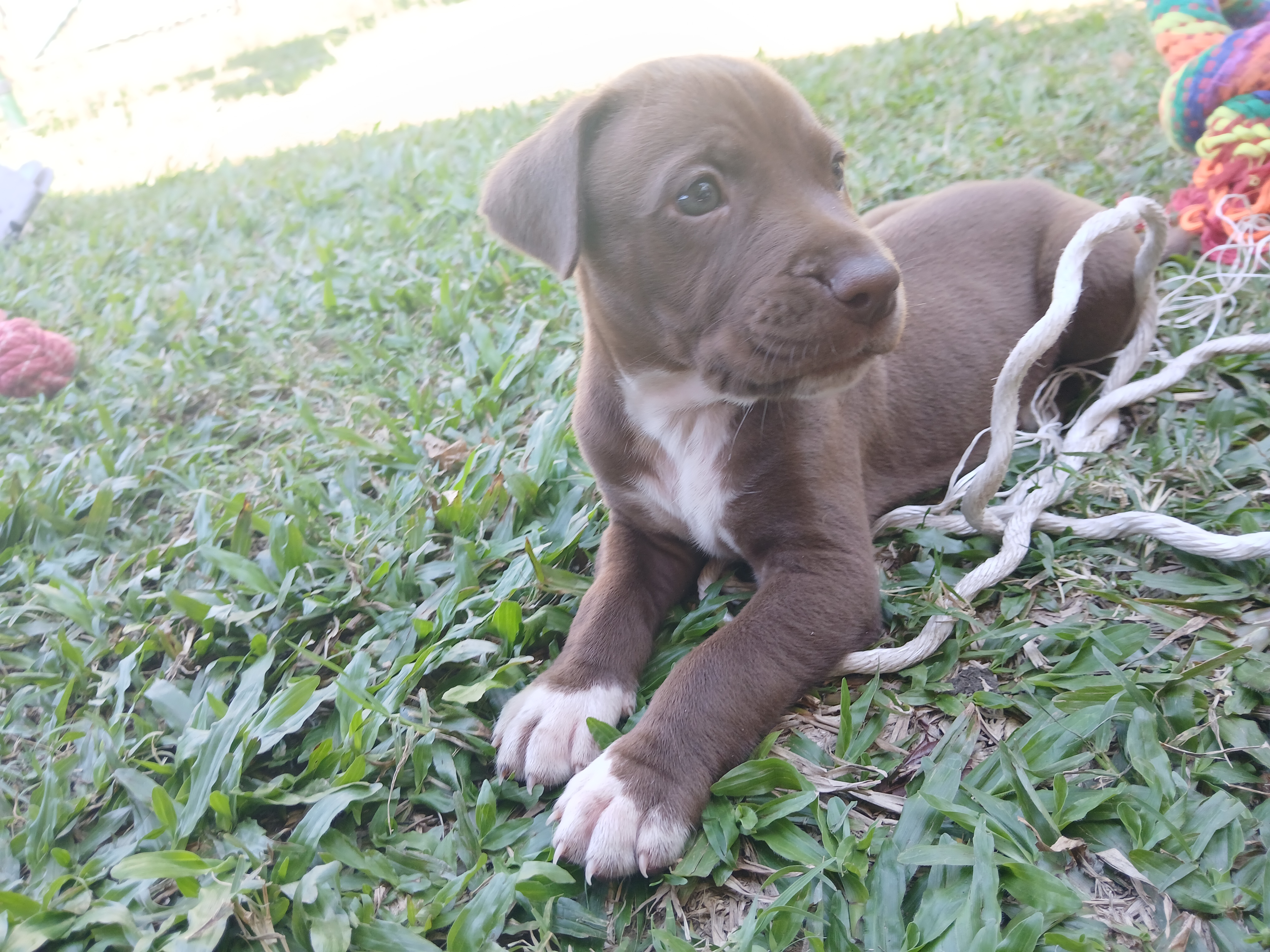 Dogs - Nome - PetsForHomes