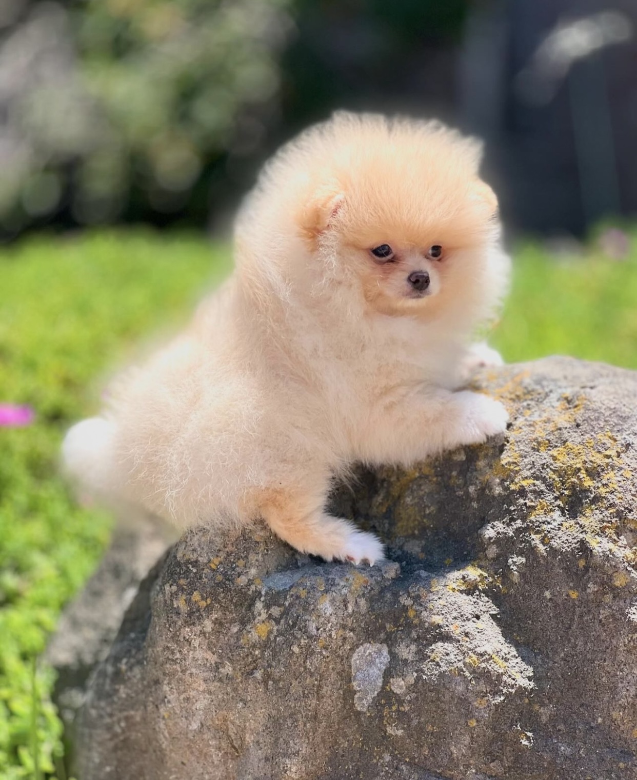 Pomeranian – Bendigo