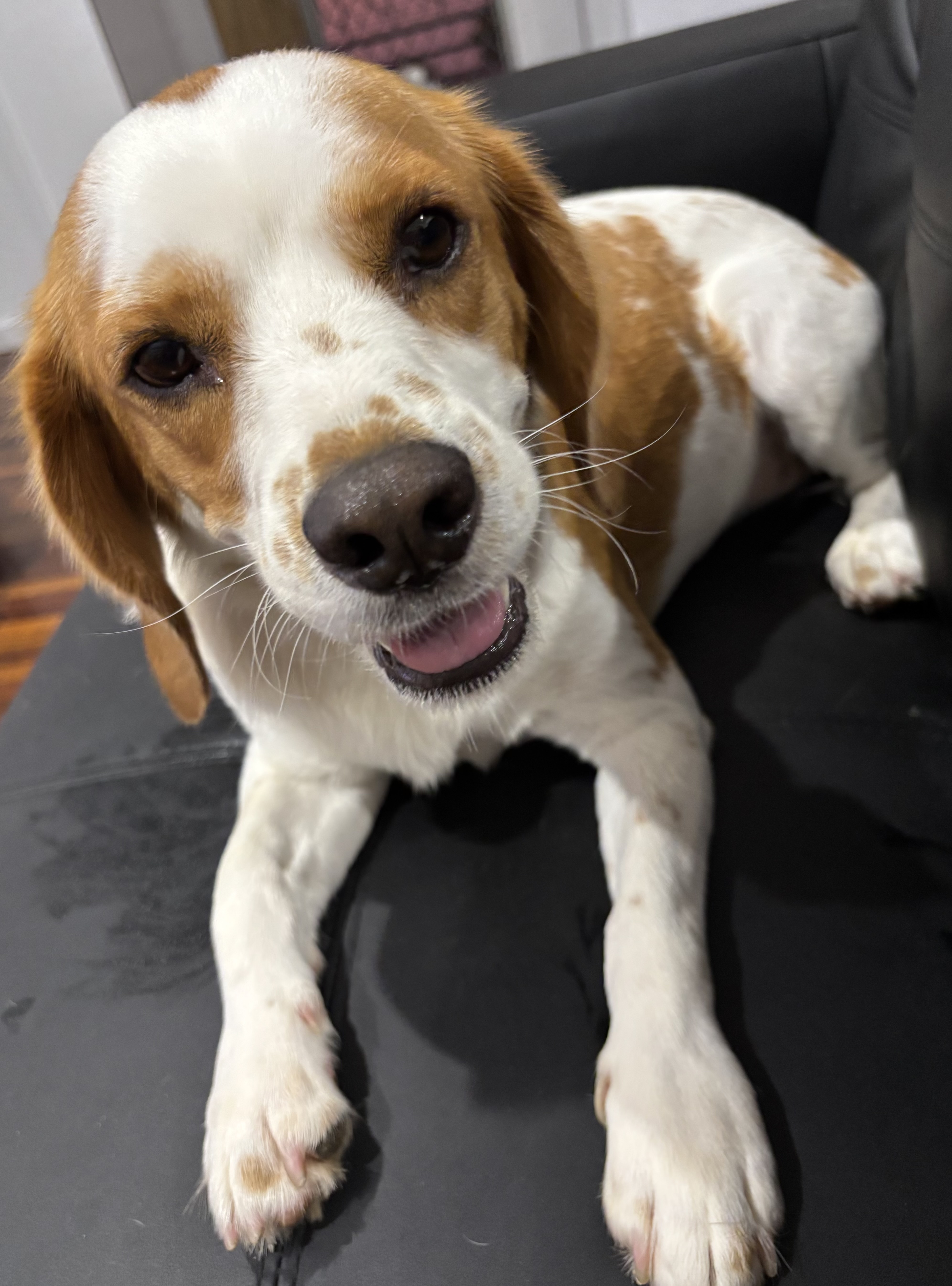 Beaglier – Townsville City