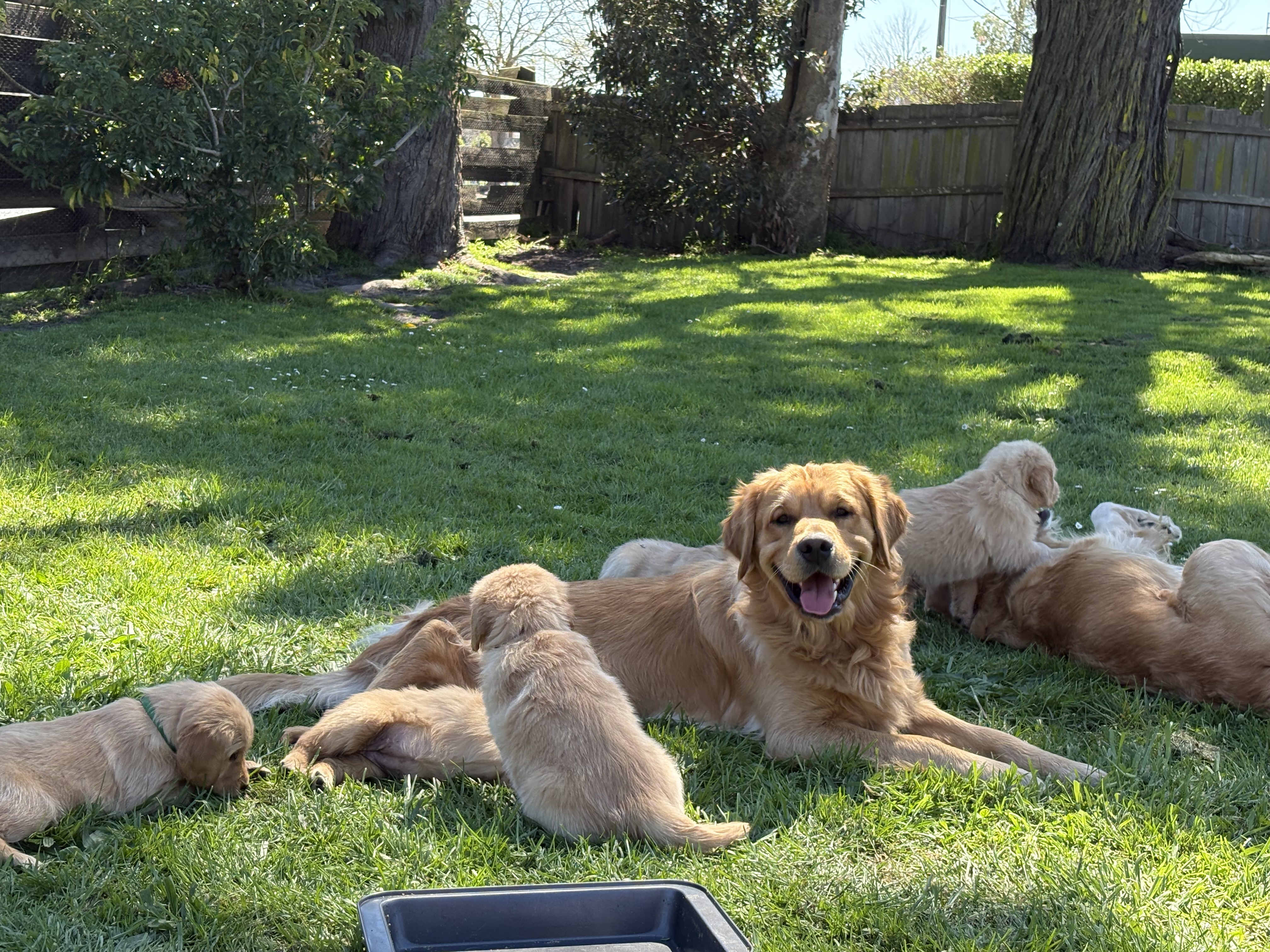 Golden Retriever – Moe