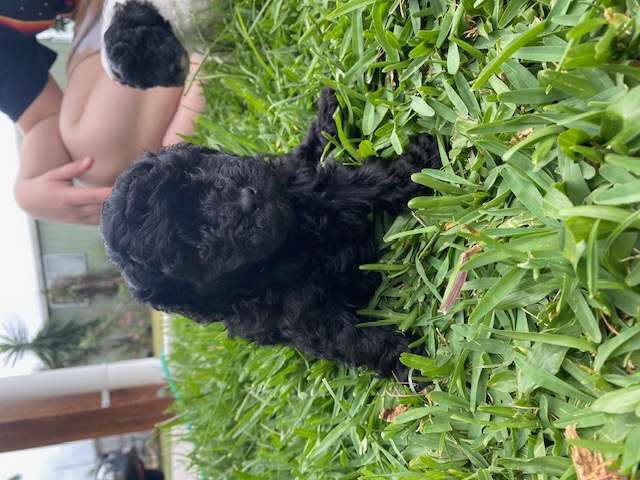 Toy Poodle South Mackay PetsForHomes