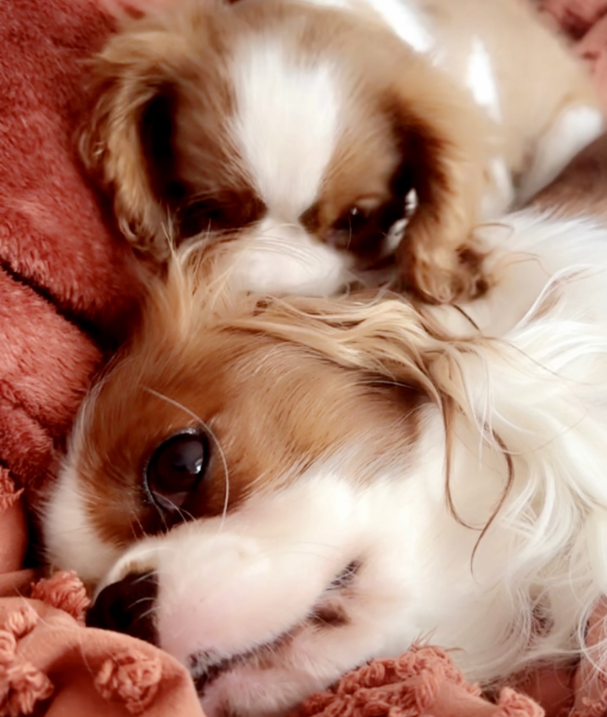 King Charles Cavaliers