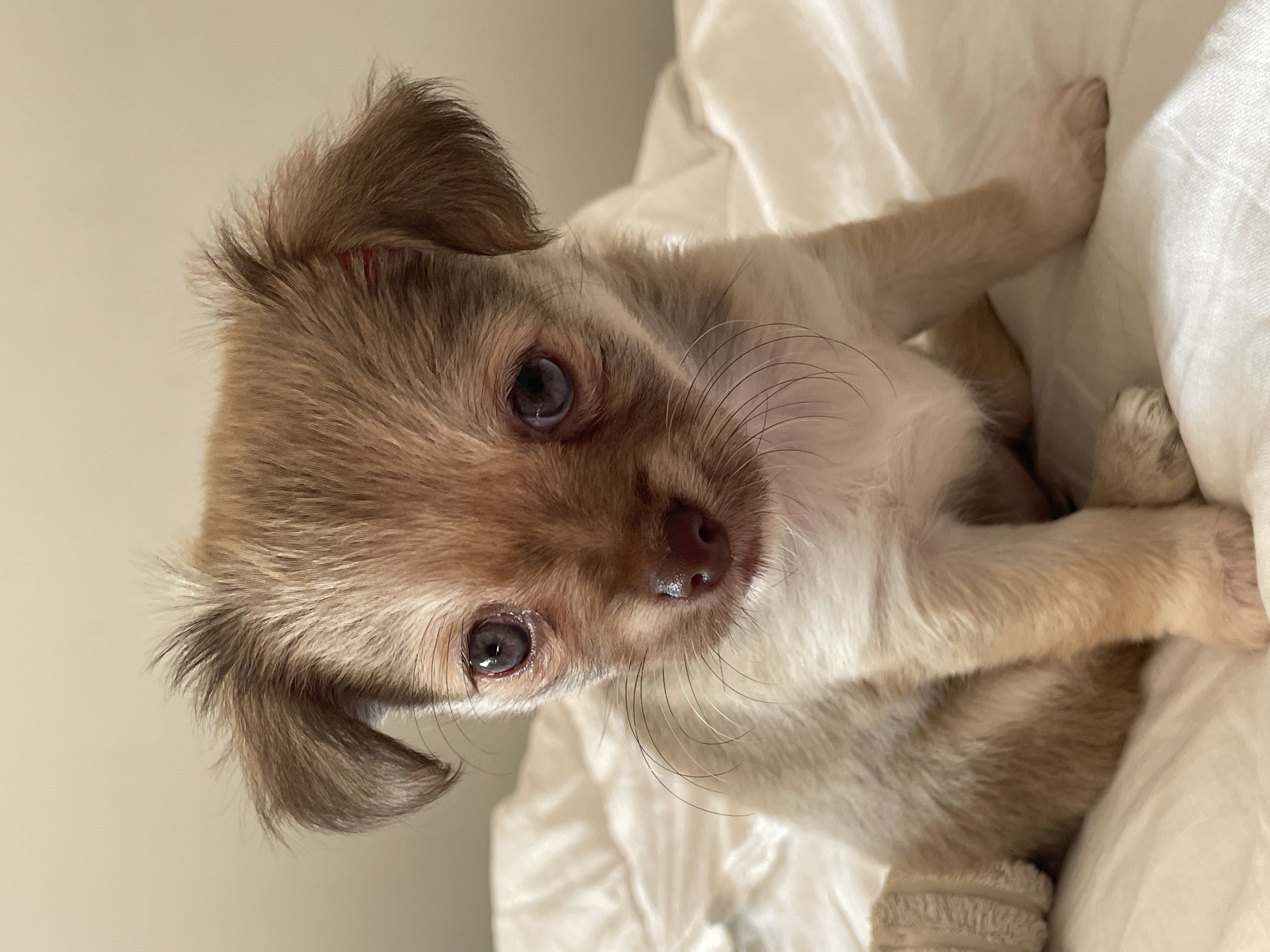 Chihuahua Atwell PetsForHomes