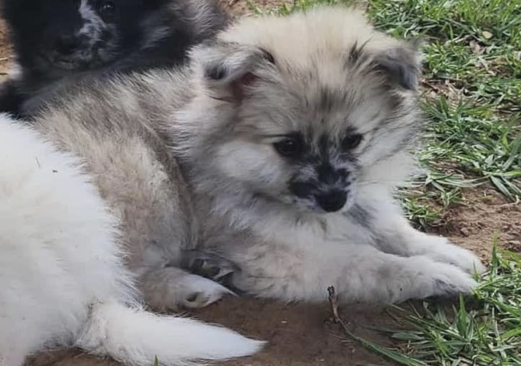 Pomsky – Strathalbyn