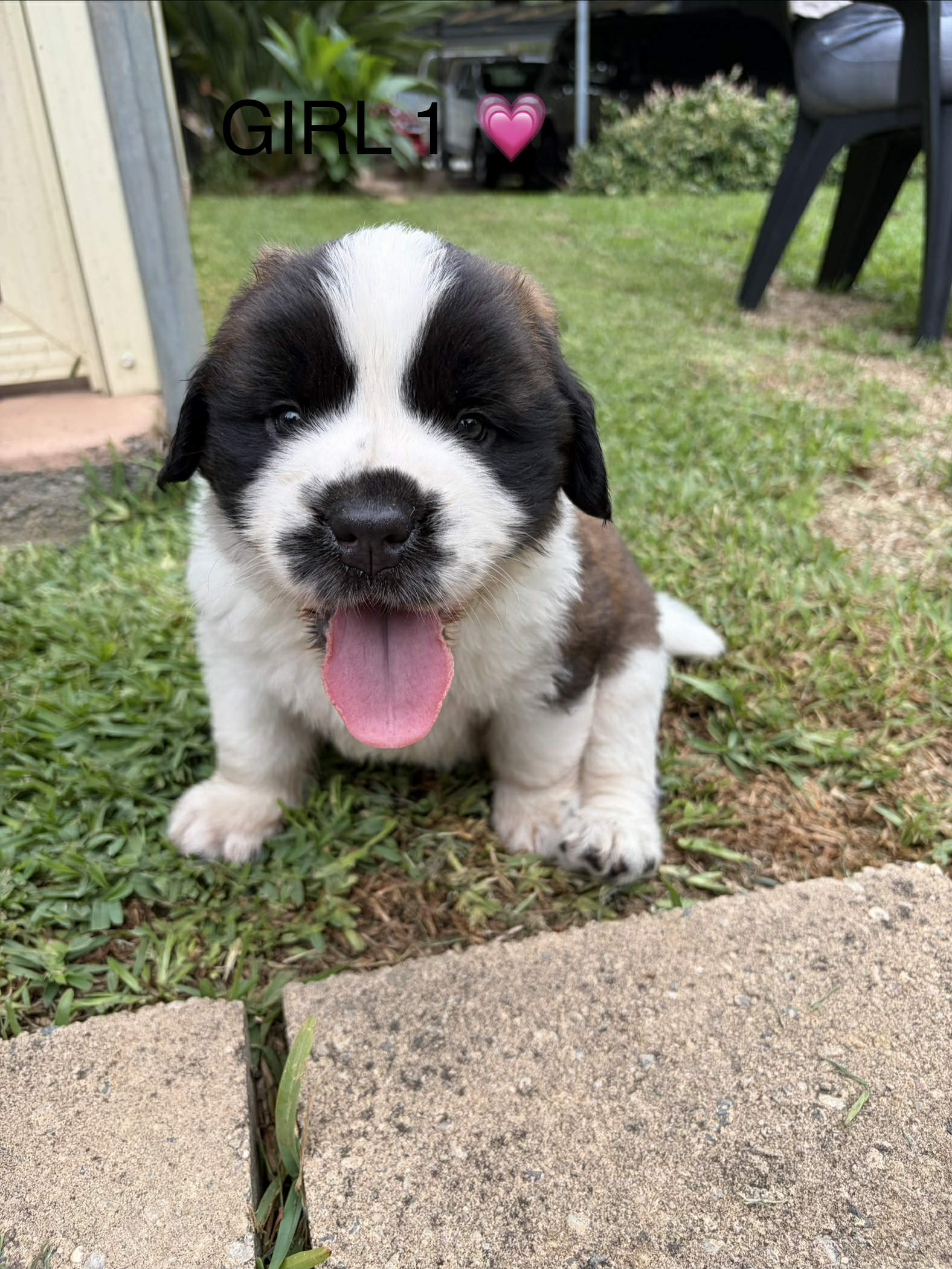 Saint Bernard – Tarro