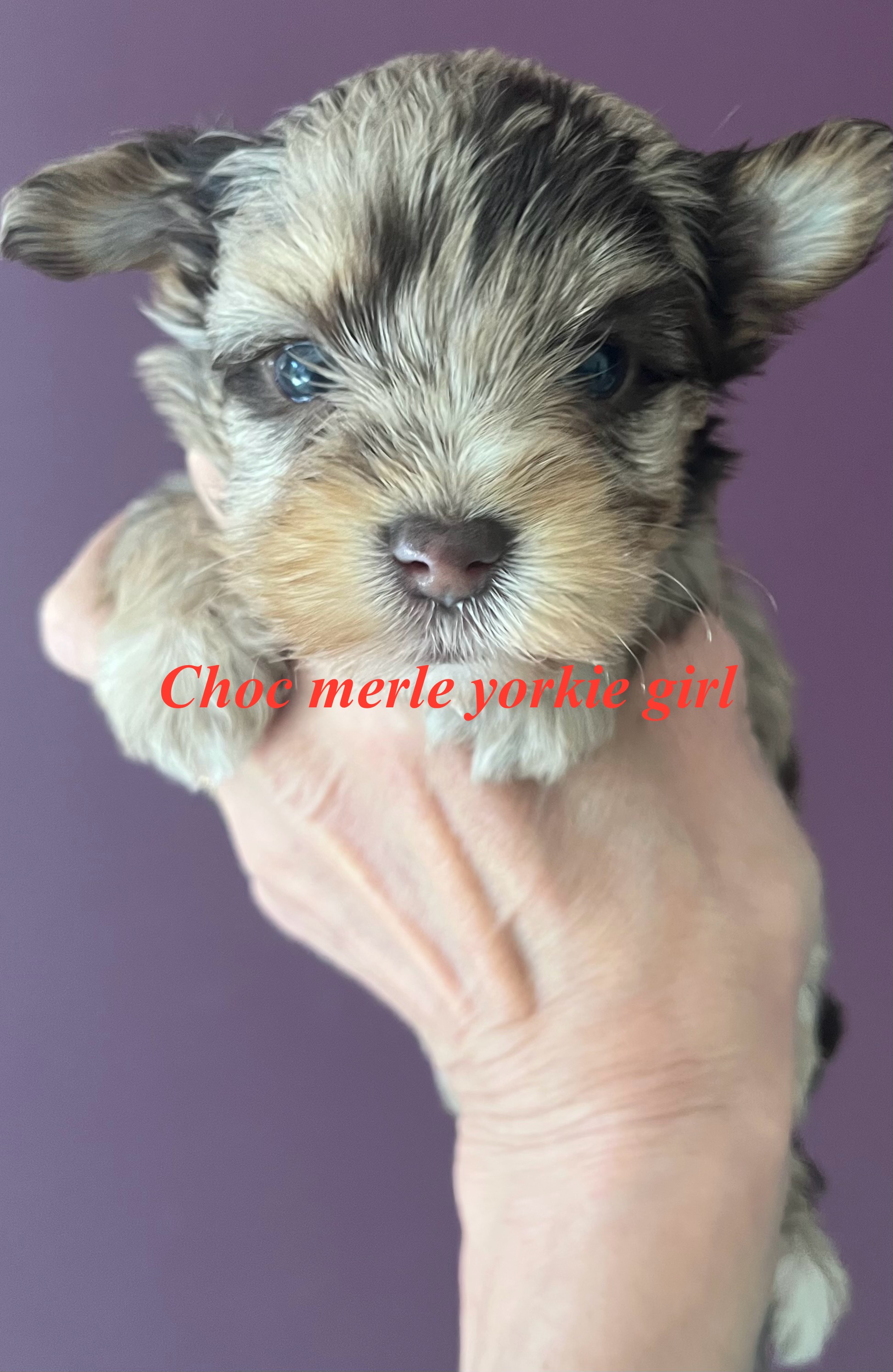 Yorkshire Terrier – Rooty Hill