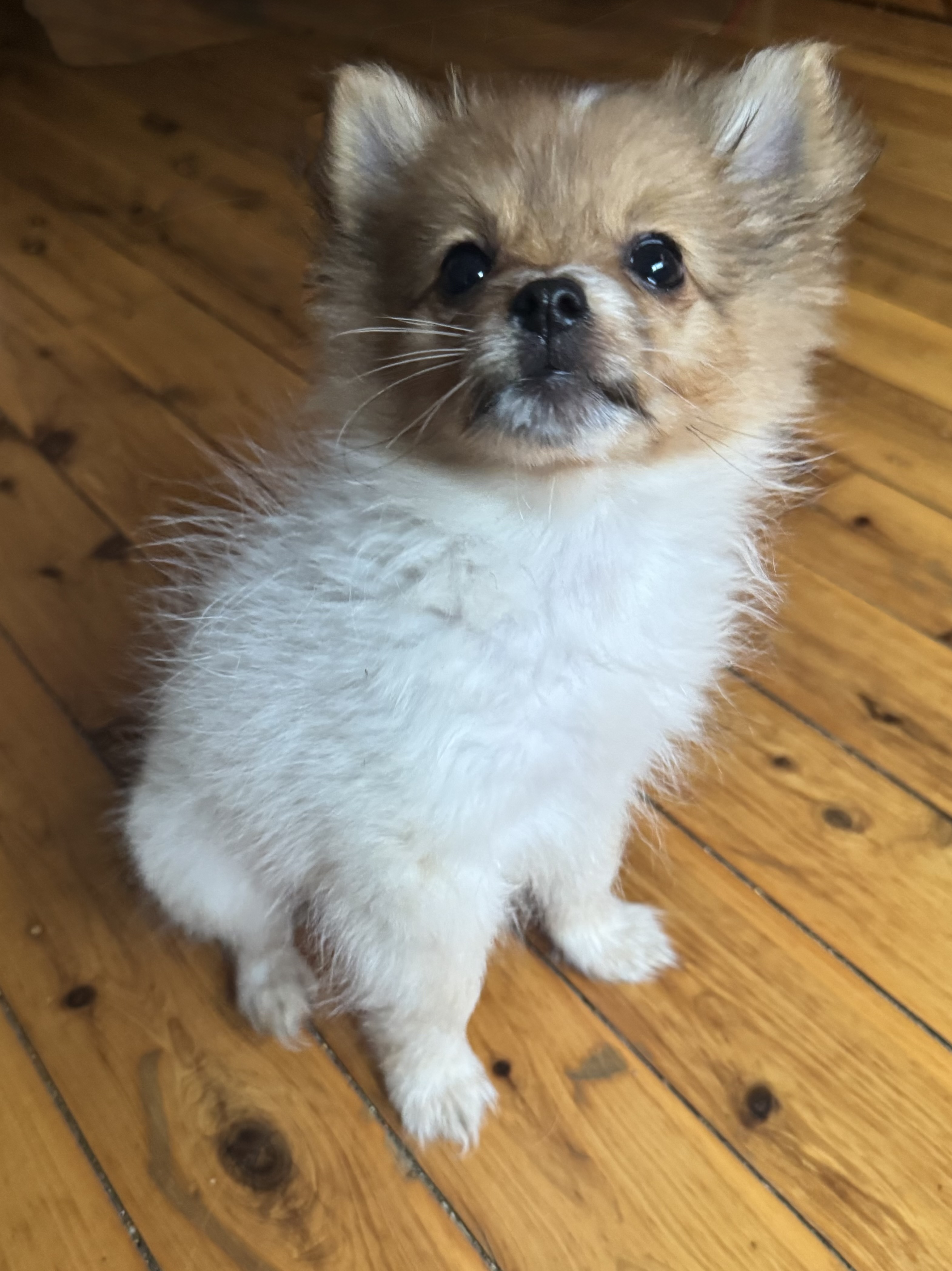 Pomeranian – Blacktown