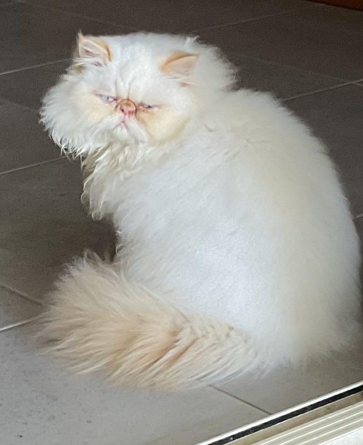 WILLOBY Persian male desexed