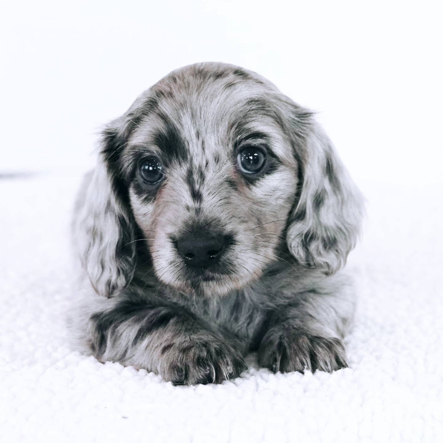 Miniature Dachshunds