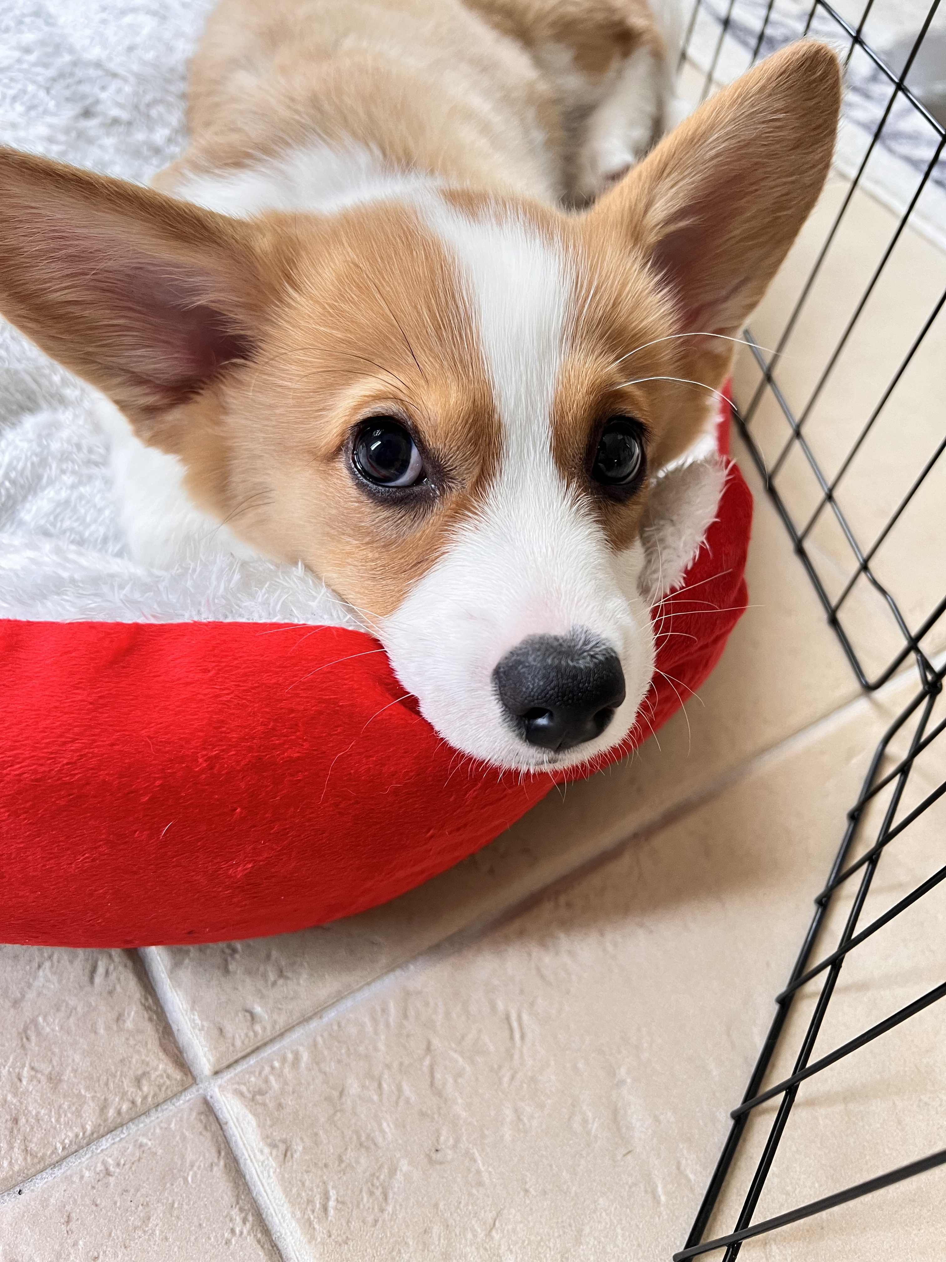 Oak Park PetsForHomes