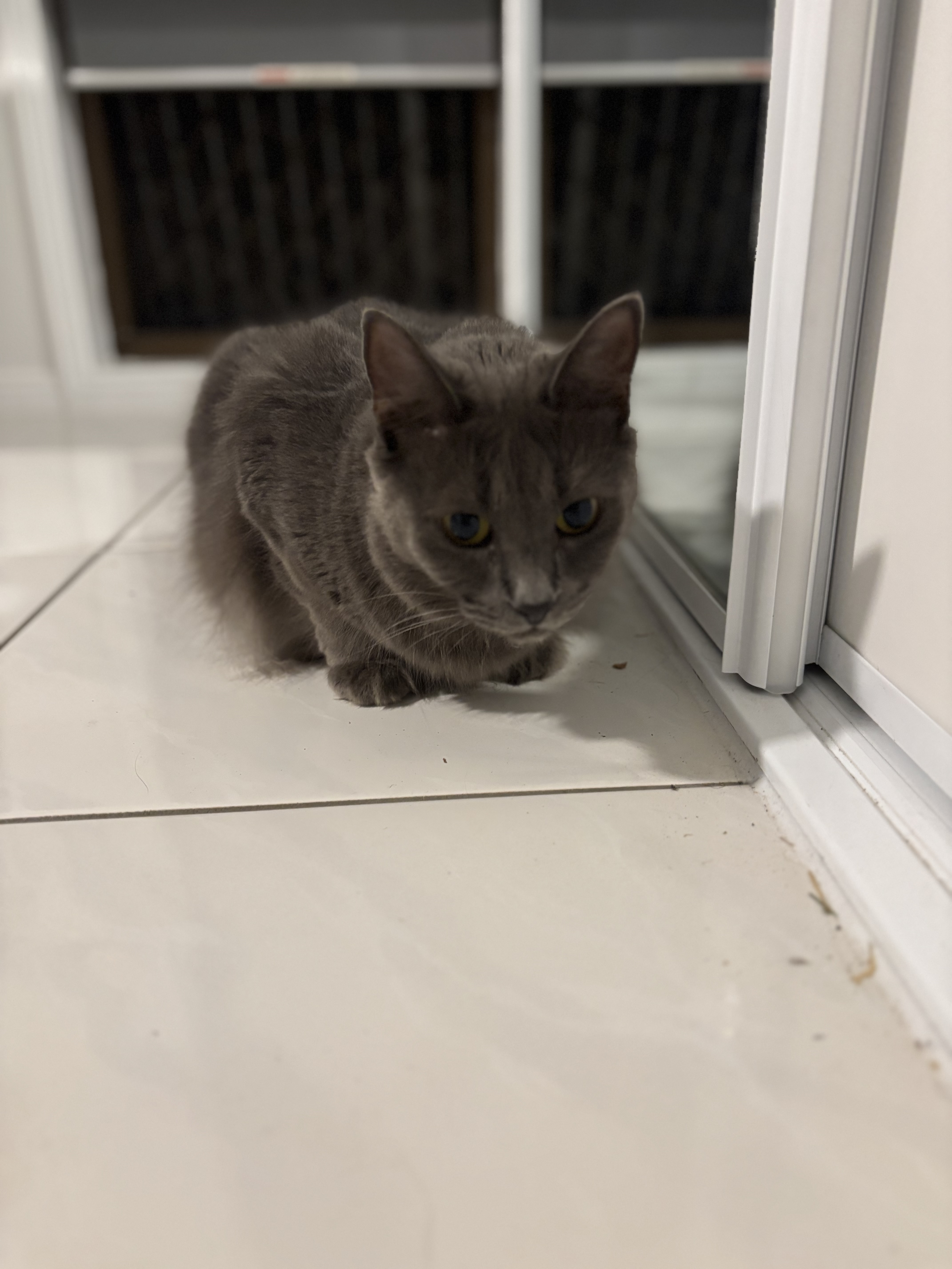 Ragdoll – Caboolture