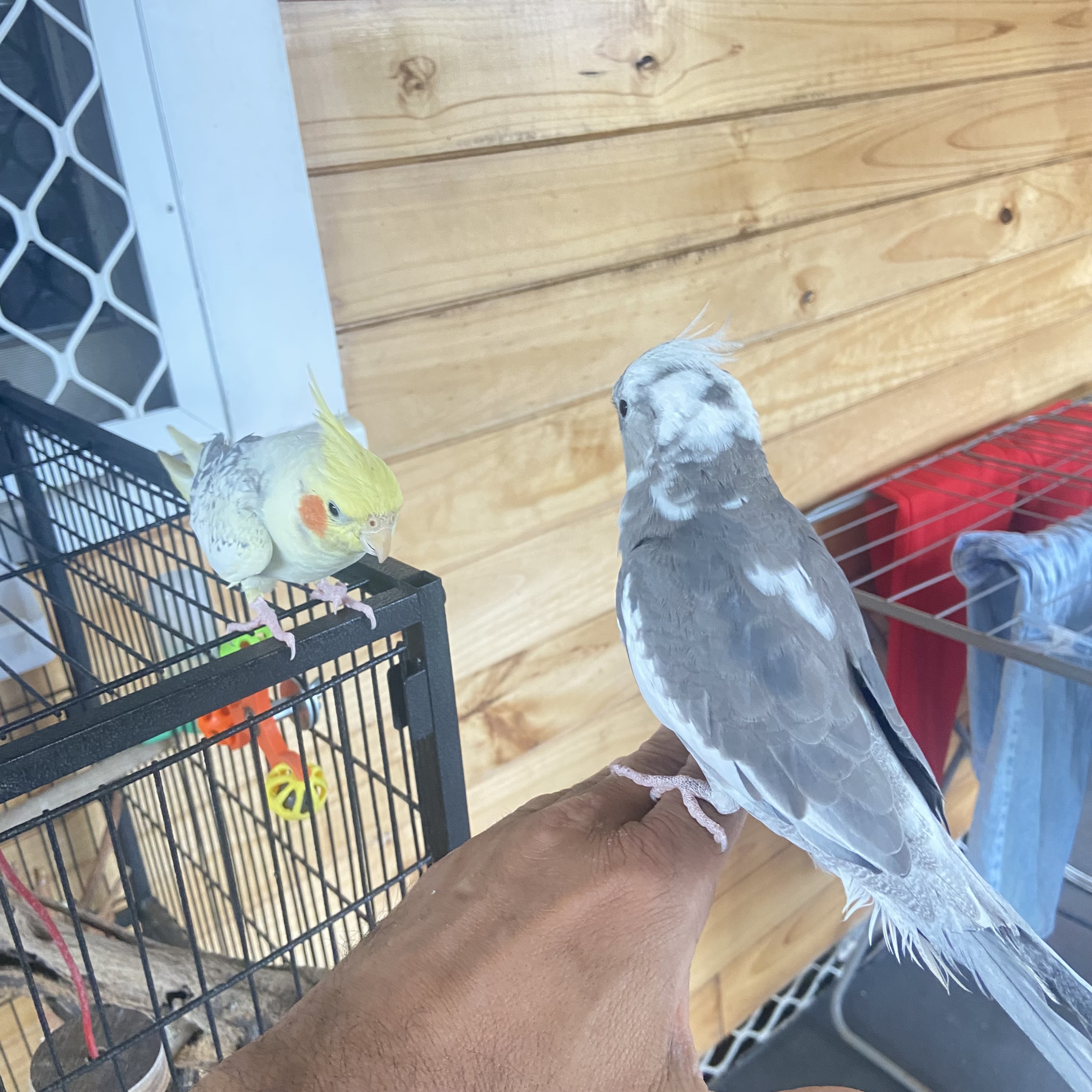 Cockatiel – Blacktown