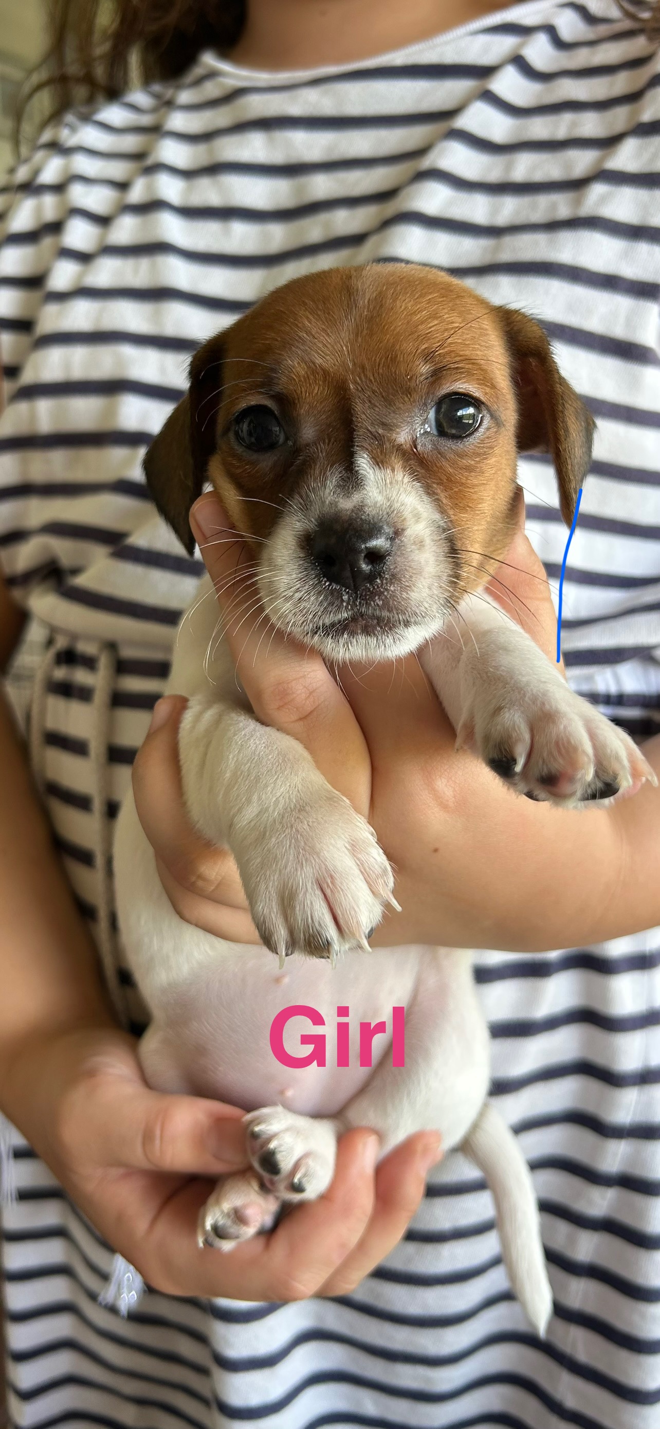 Jack Russell - Roma - PetsForHomes