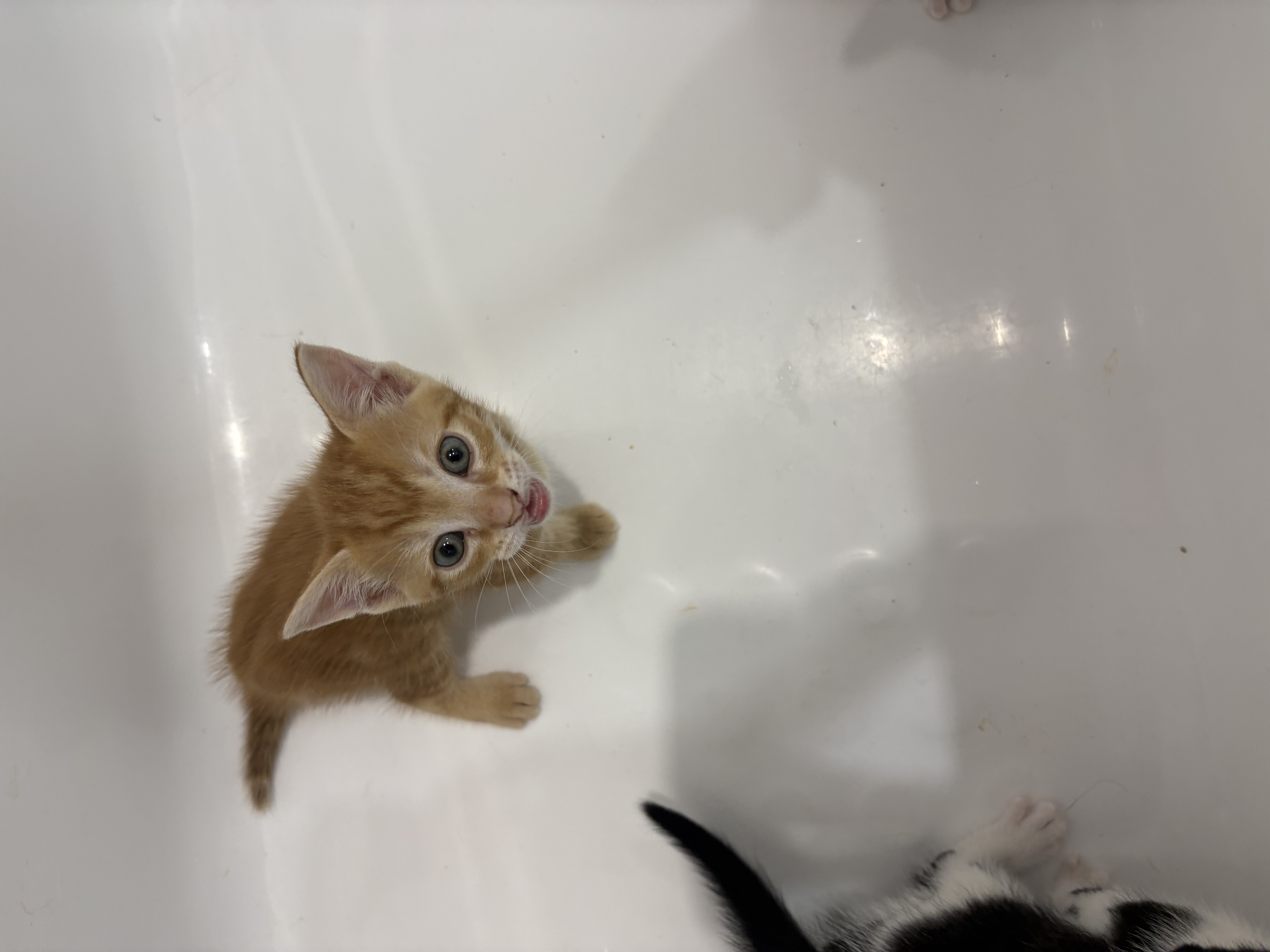 Other Cats – Bankstown