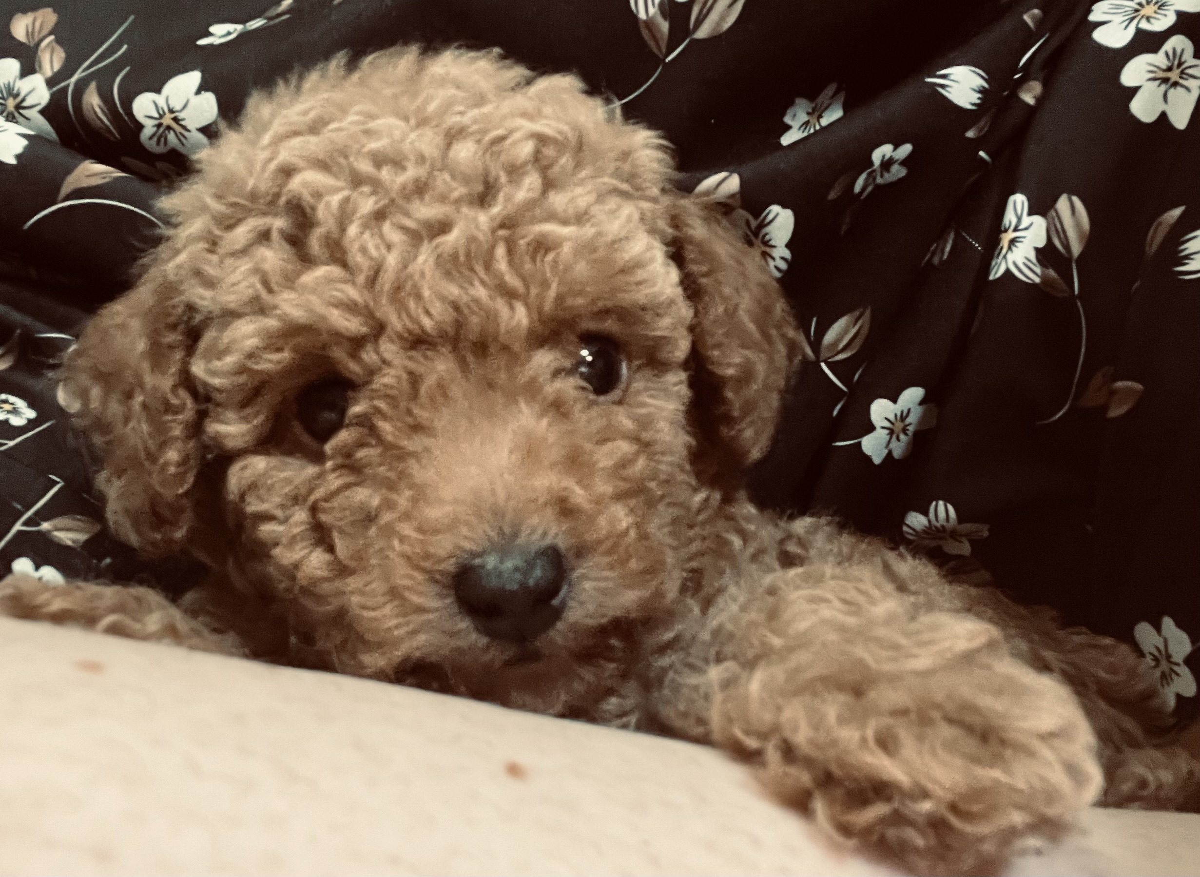 Toy Poodle – Kenmore