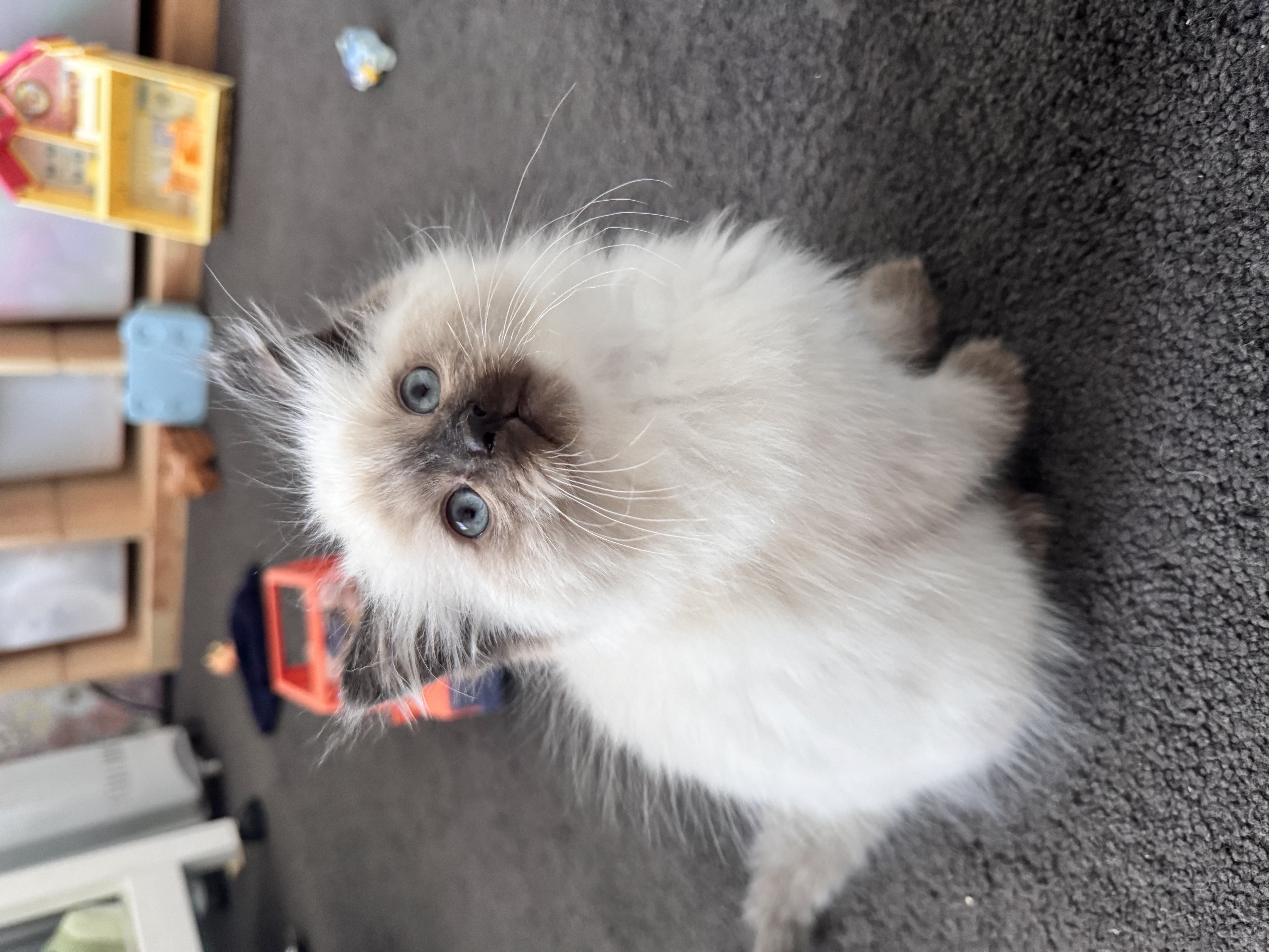 Ragdoll – Wattle Glen