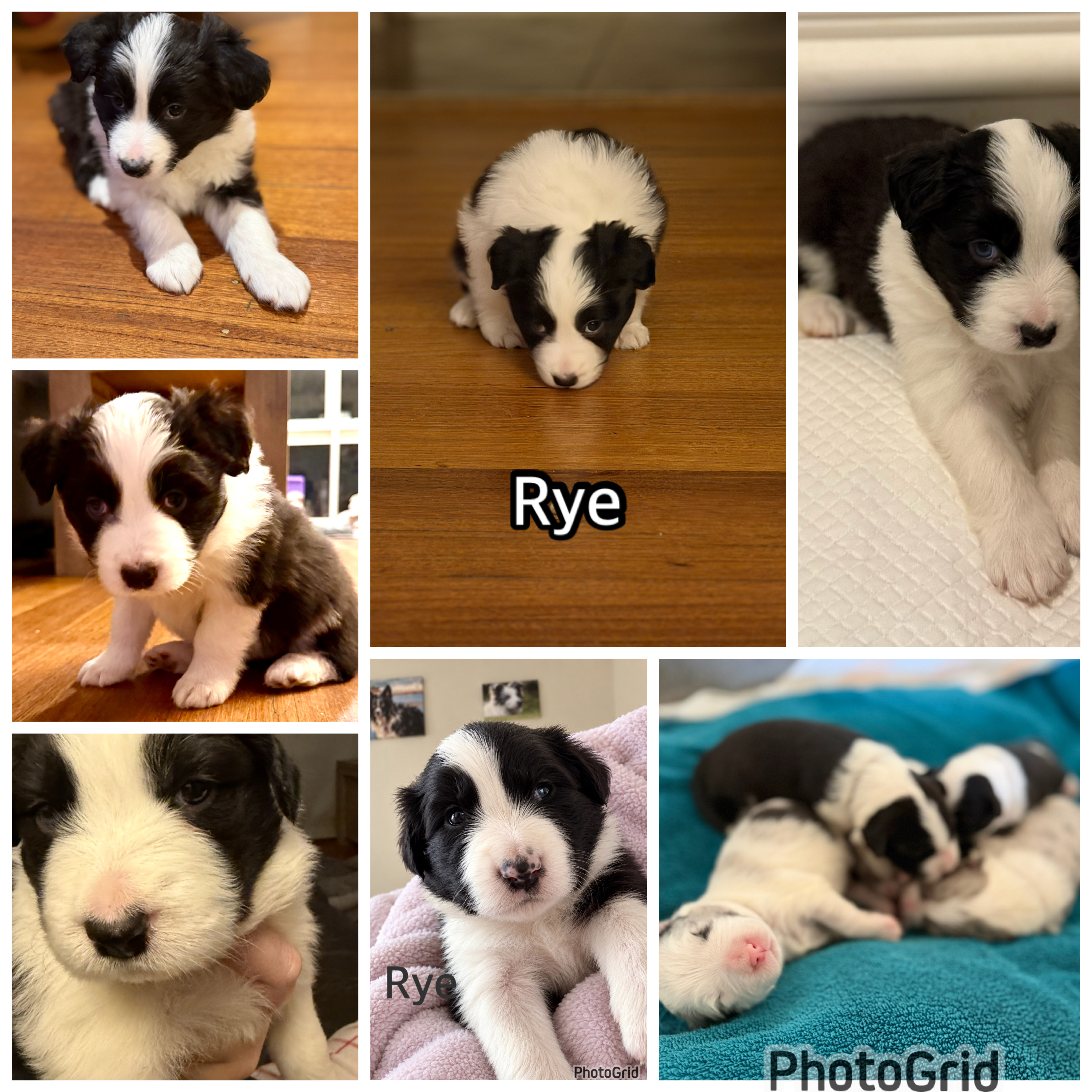 Border Collie – Baxter