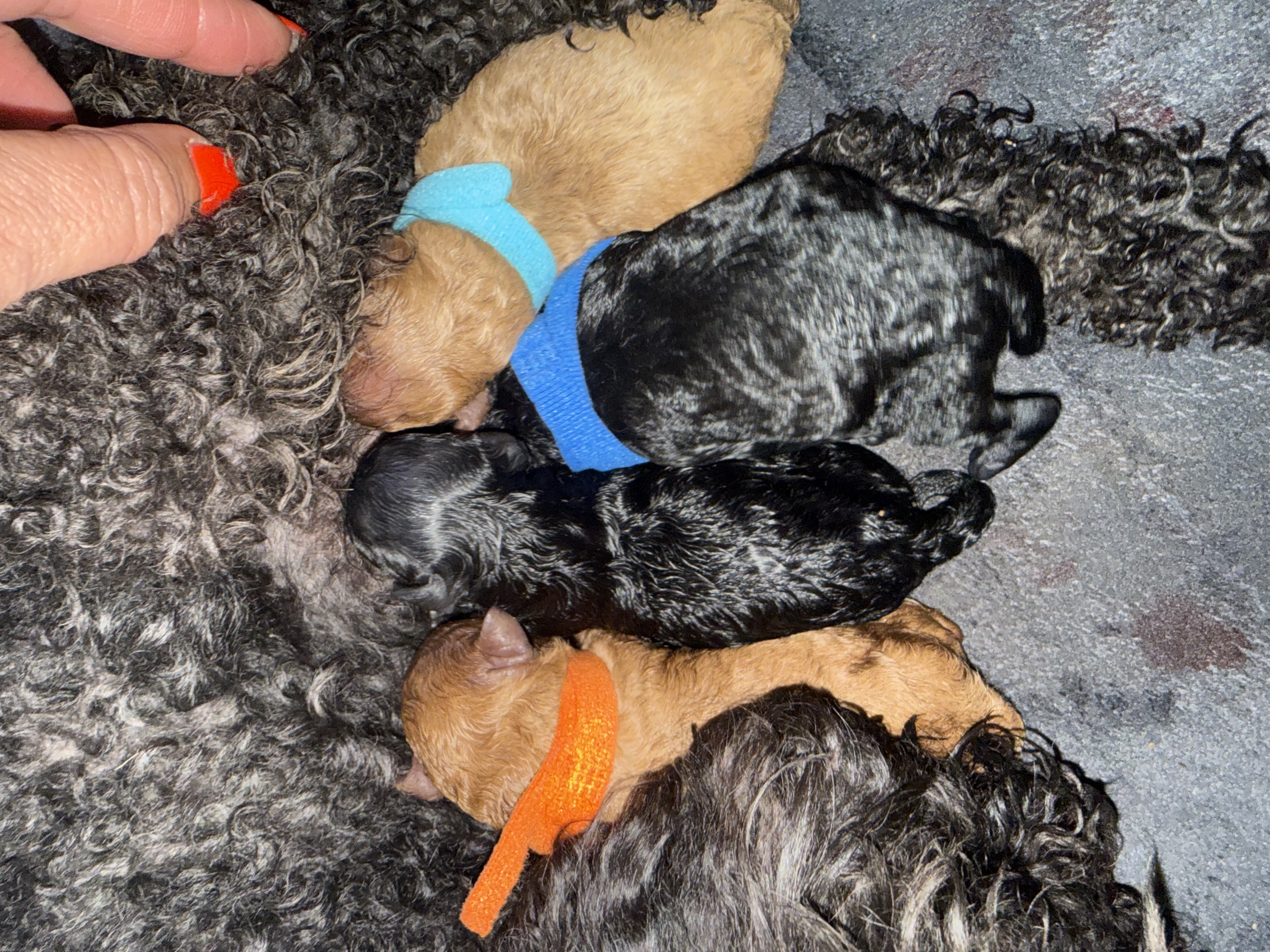 Toy Poodle – Narwee