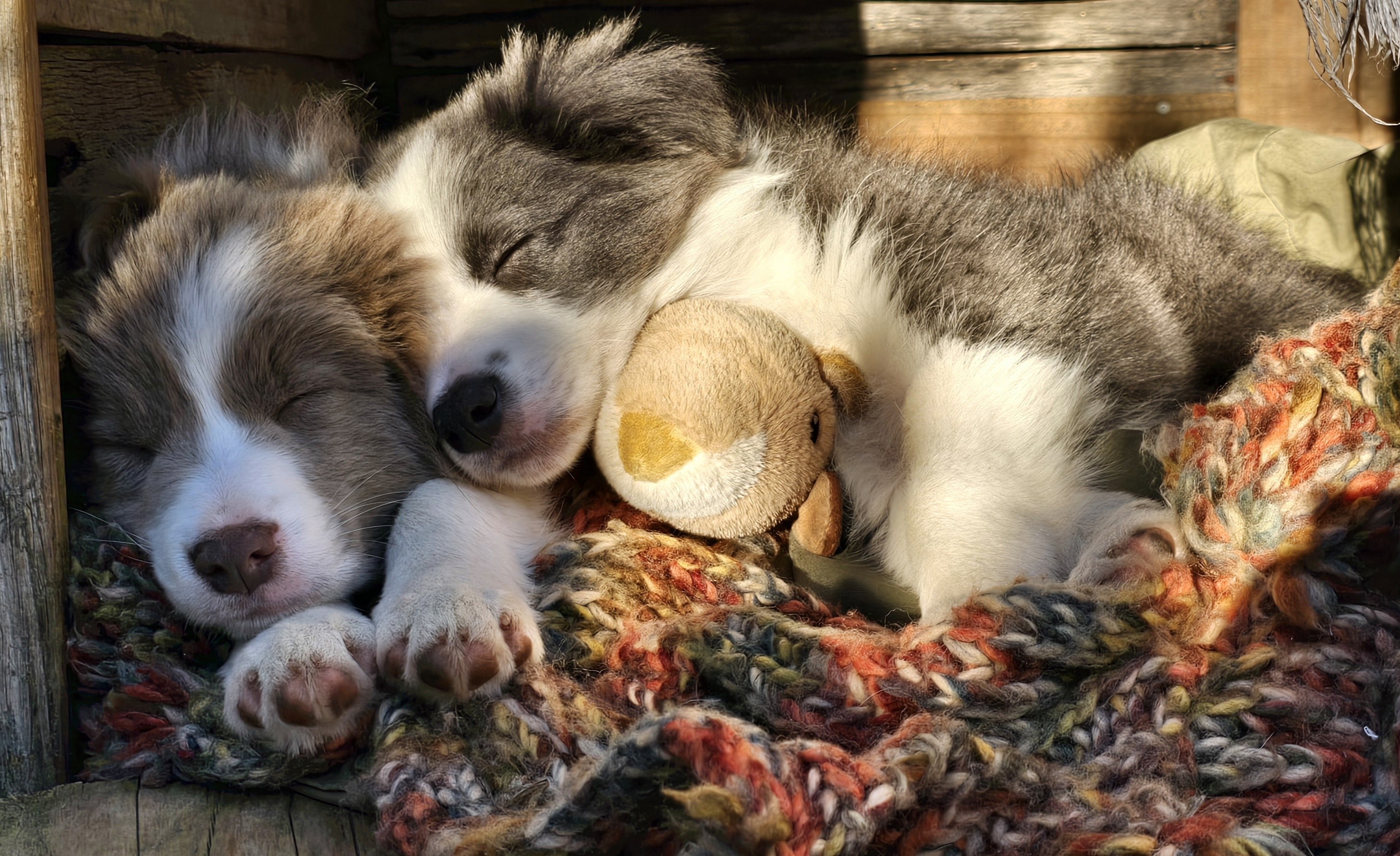 Border Collie – Belmont