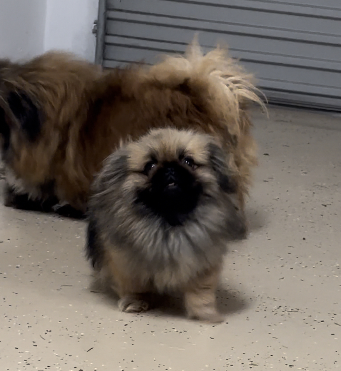 A pair of Pekingese dogs for sale