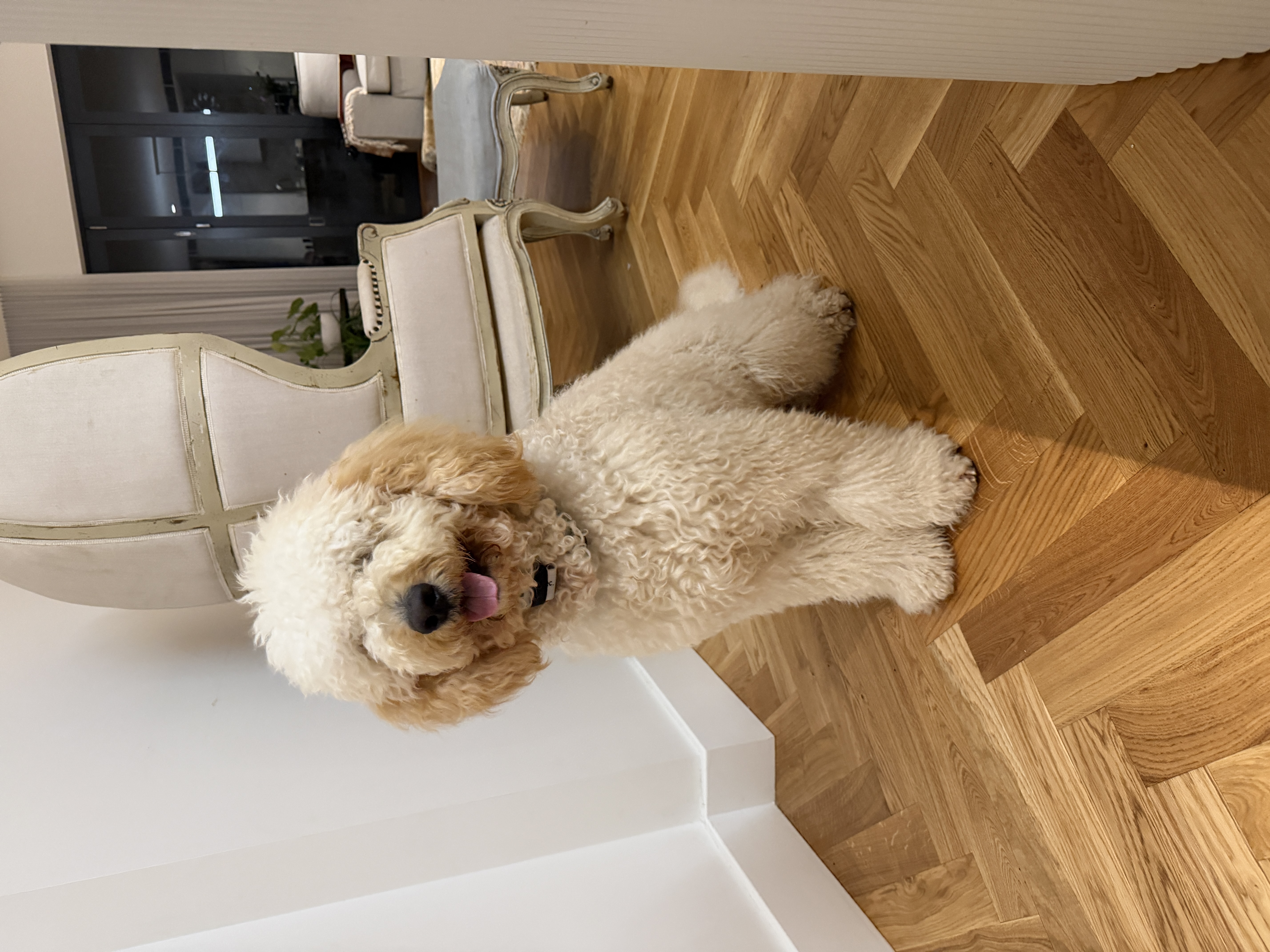 Dogs – Randwick