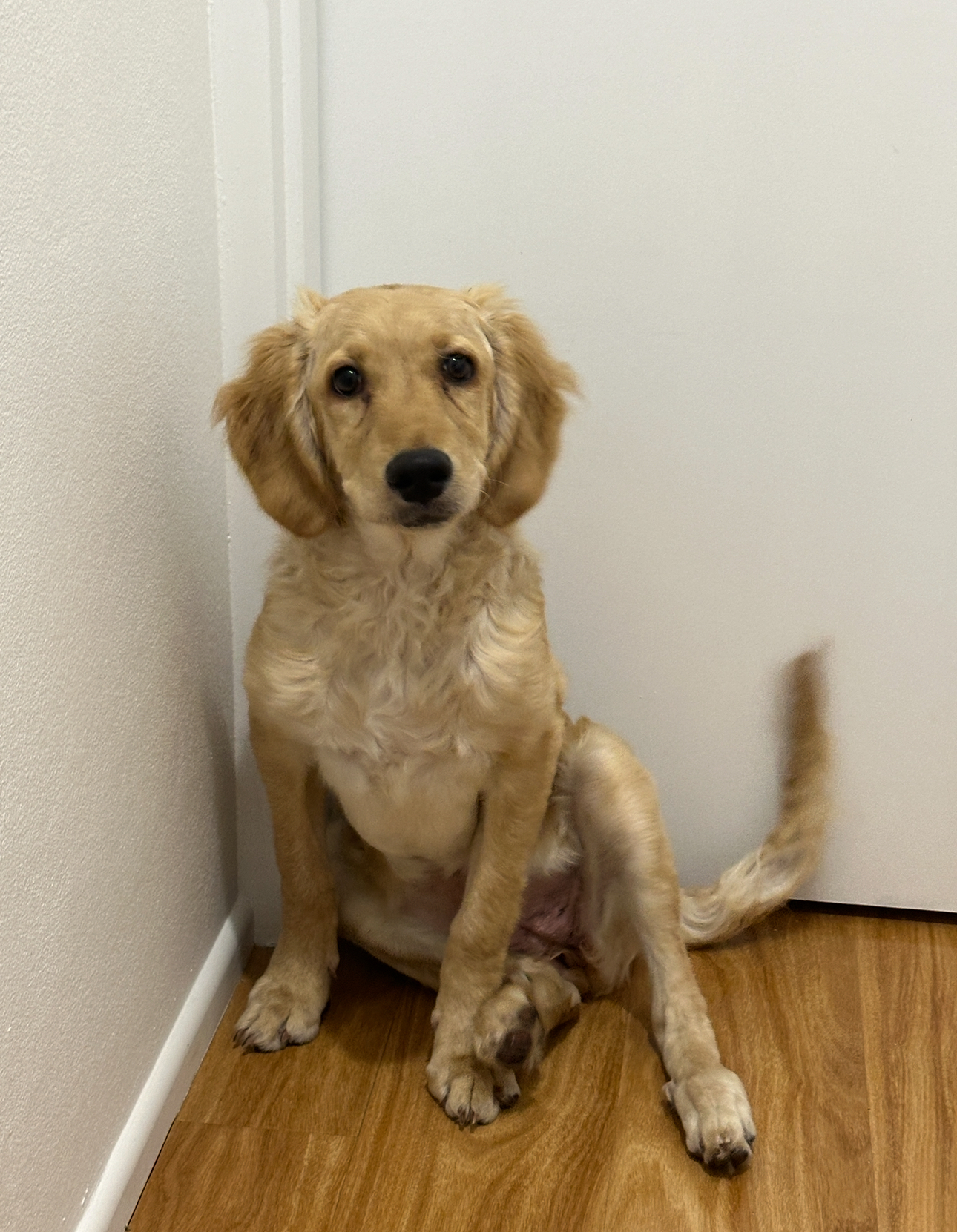 Groodle – Monterey