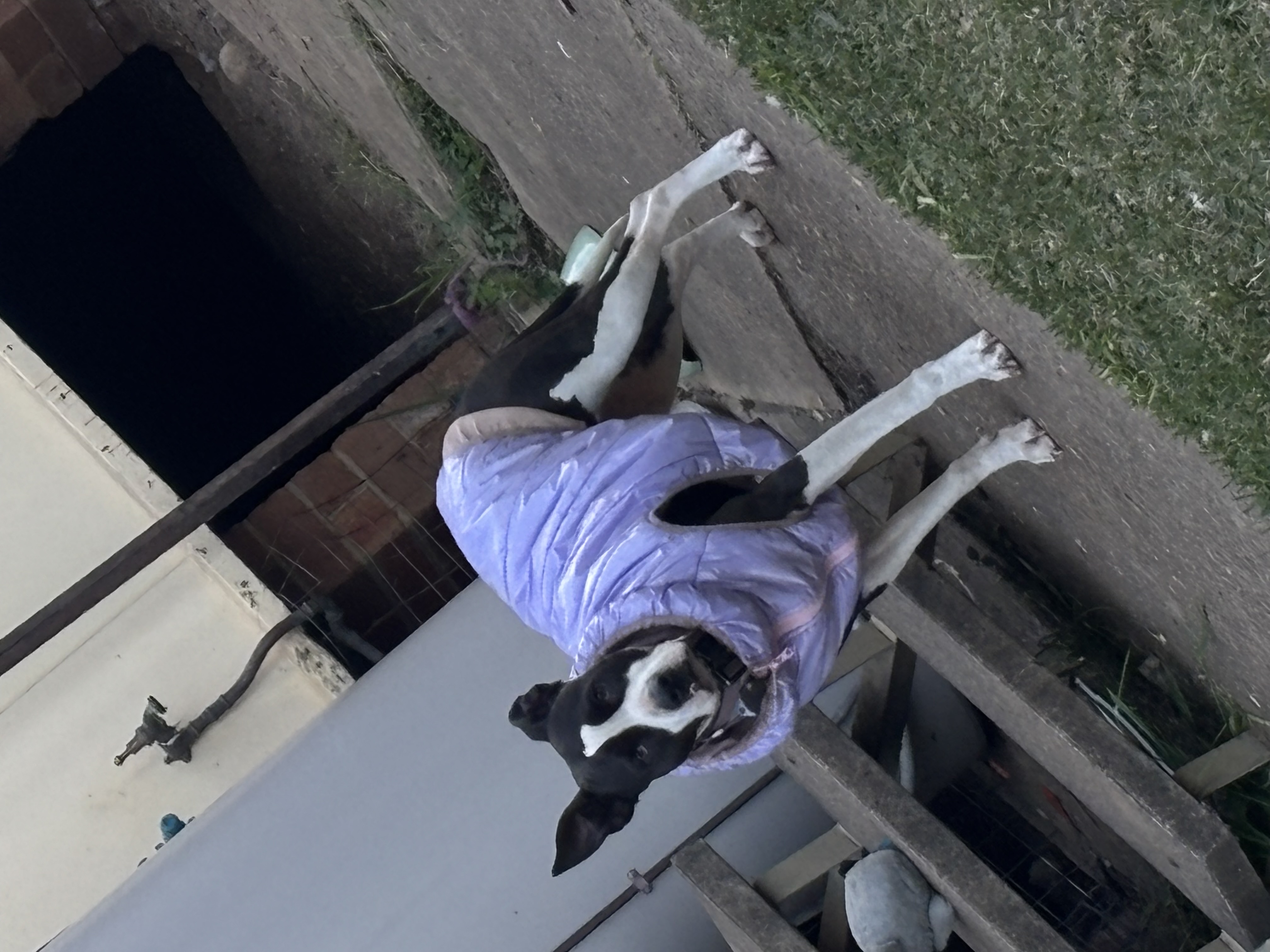 American Staffordshire Bull Terrier – Lethbridge Park