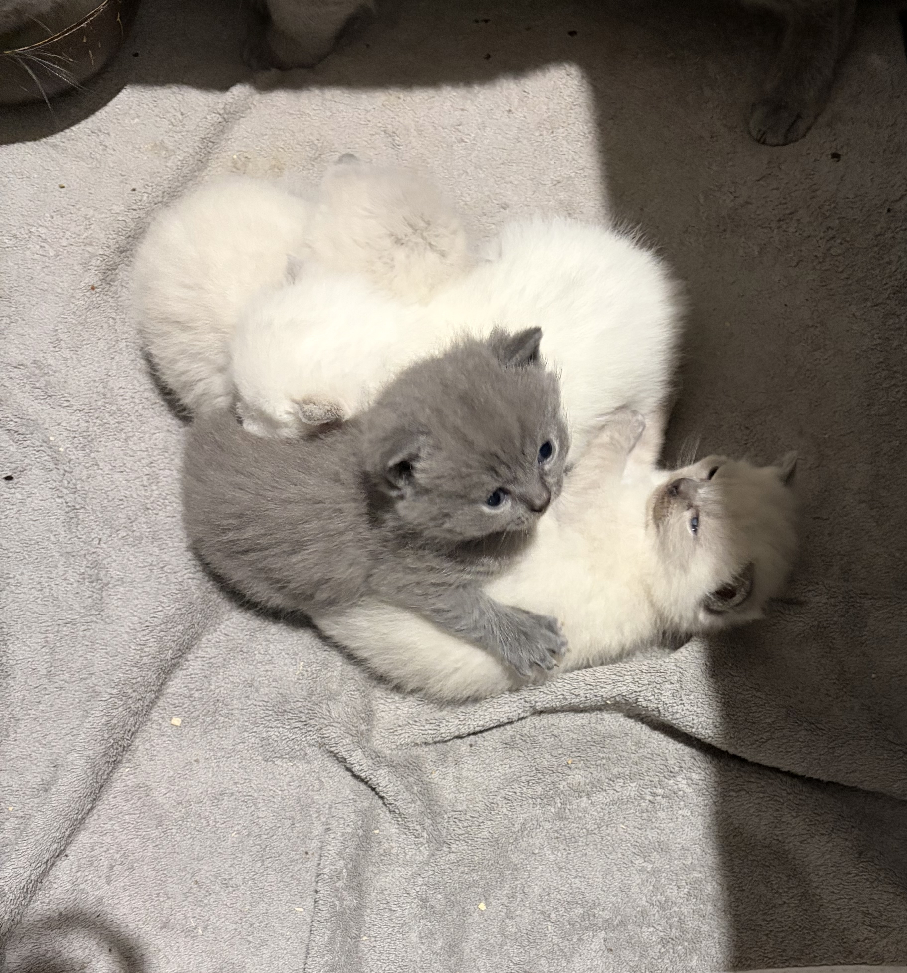 British Shorthair – Harkness