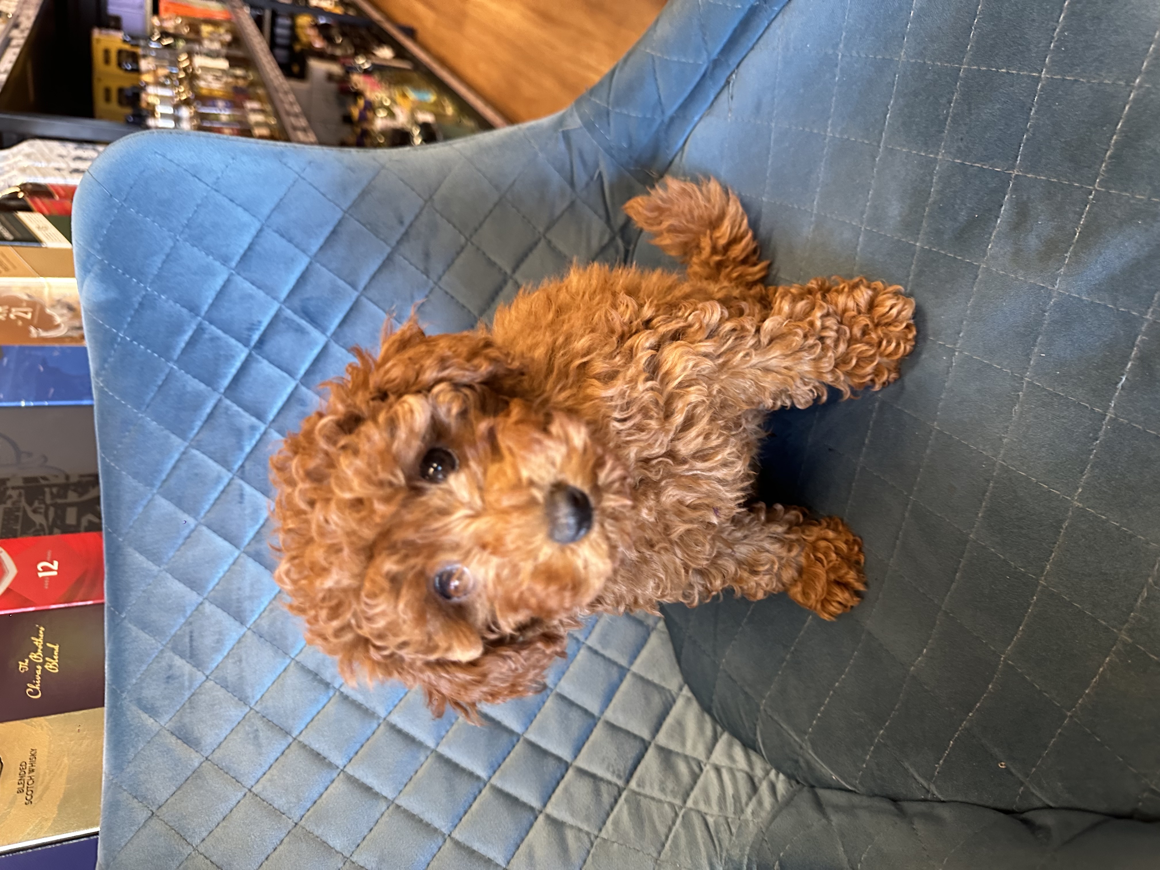 FEMALE TOY POODLE