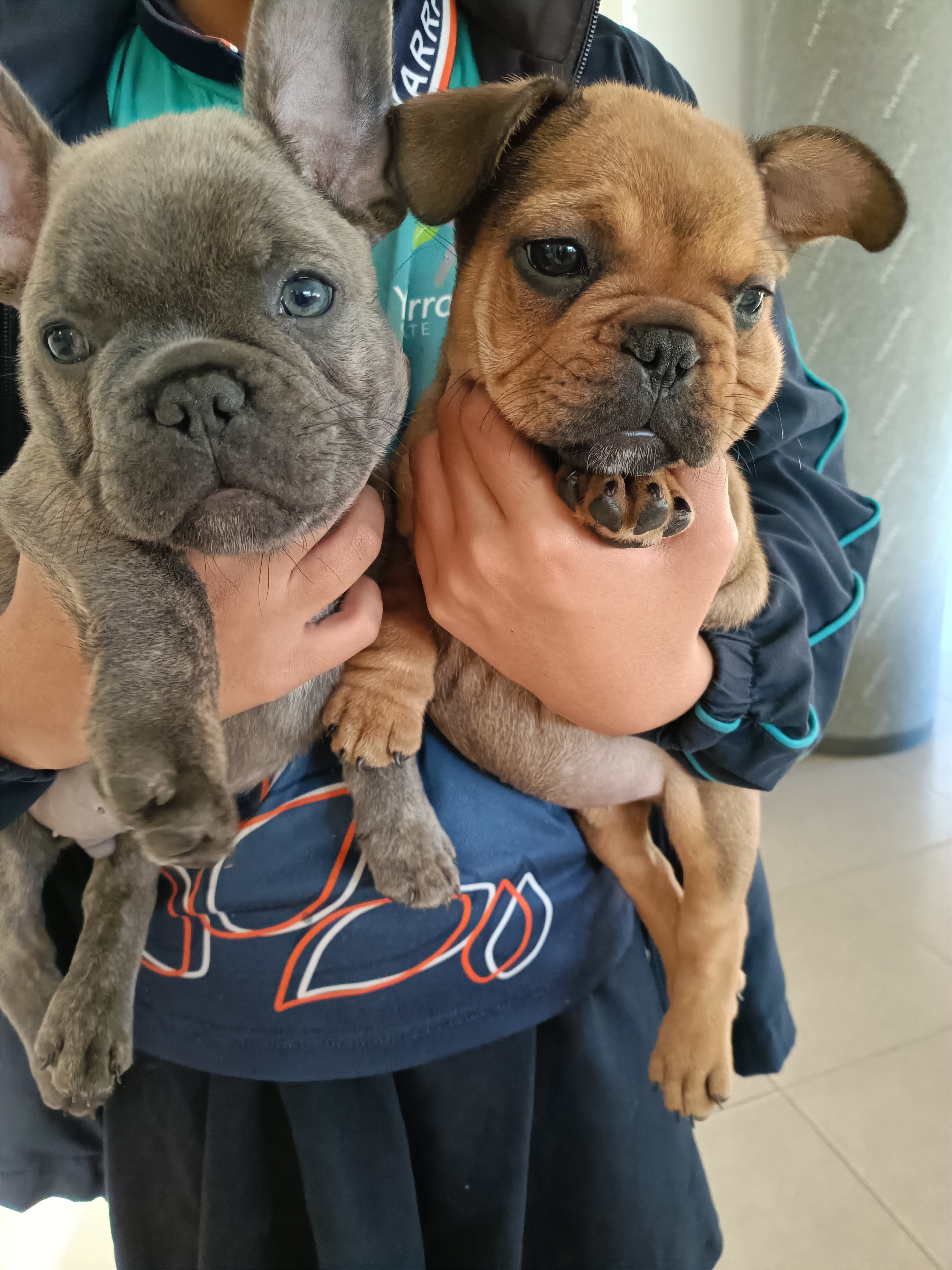 French Bulldog – Yarrabilba