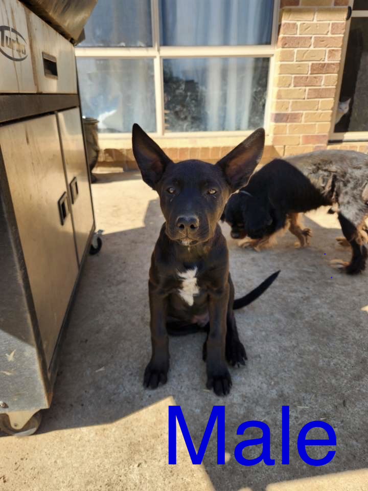Australian Kelpie – Tamworth