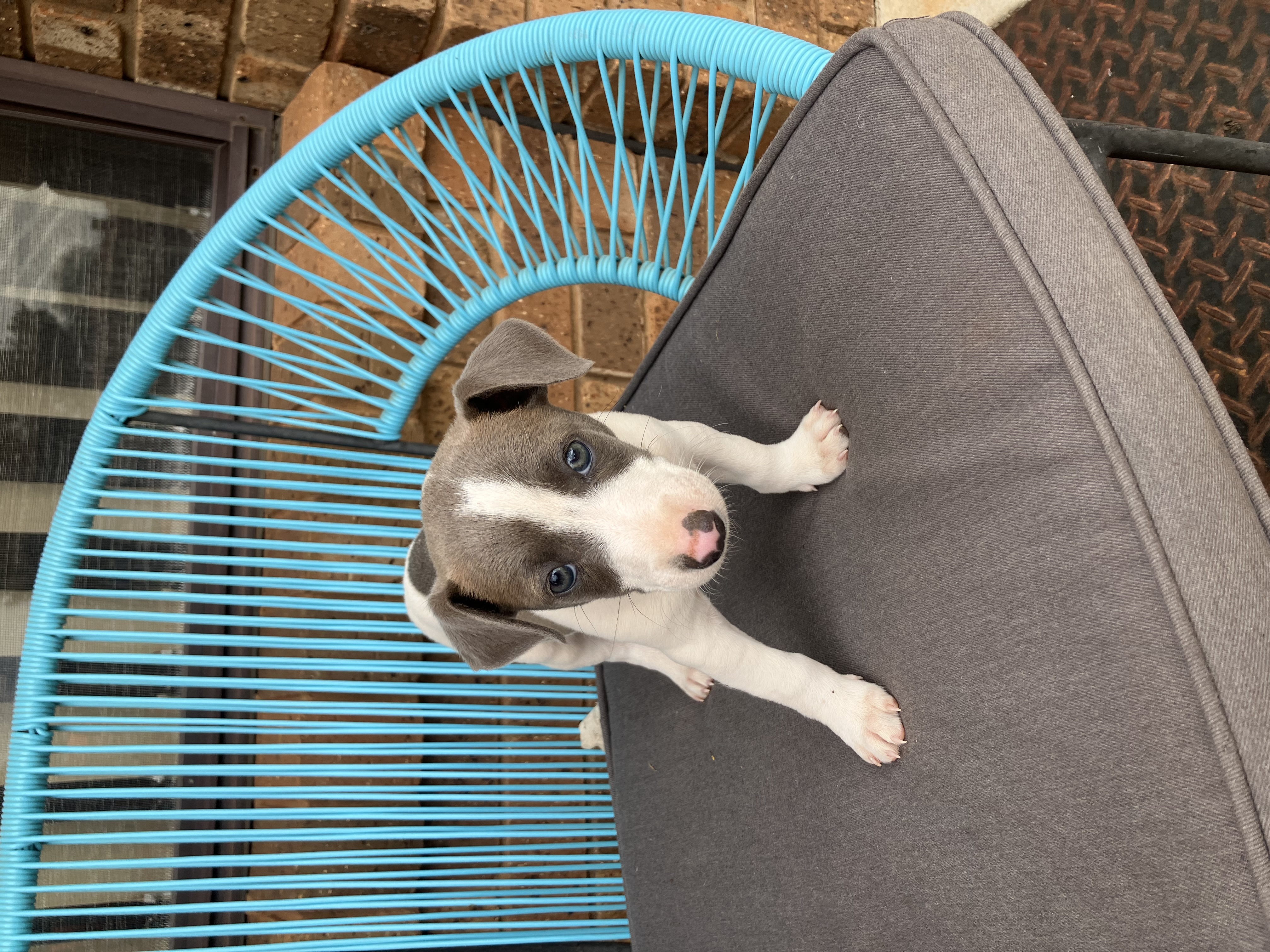 Whippet – Temora