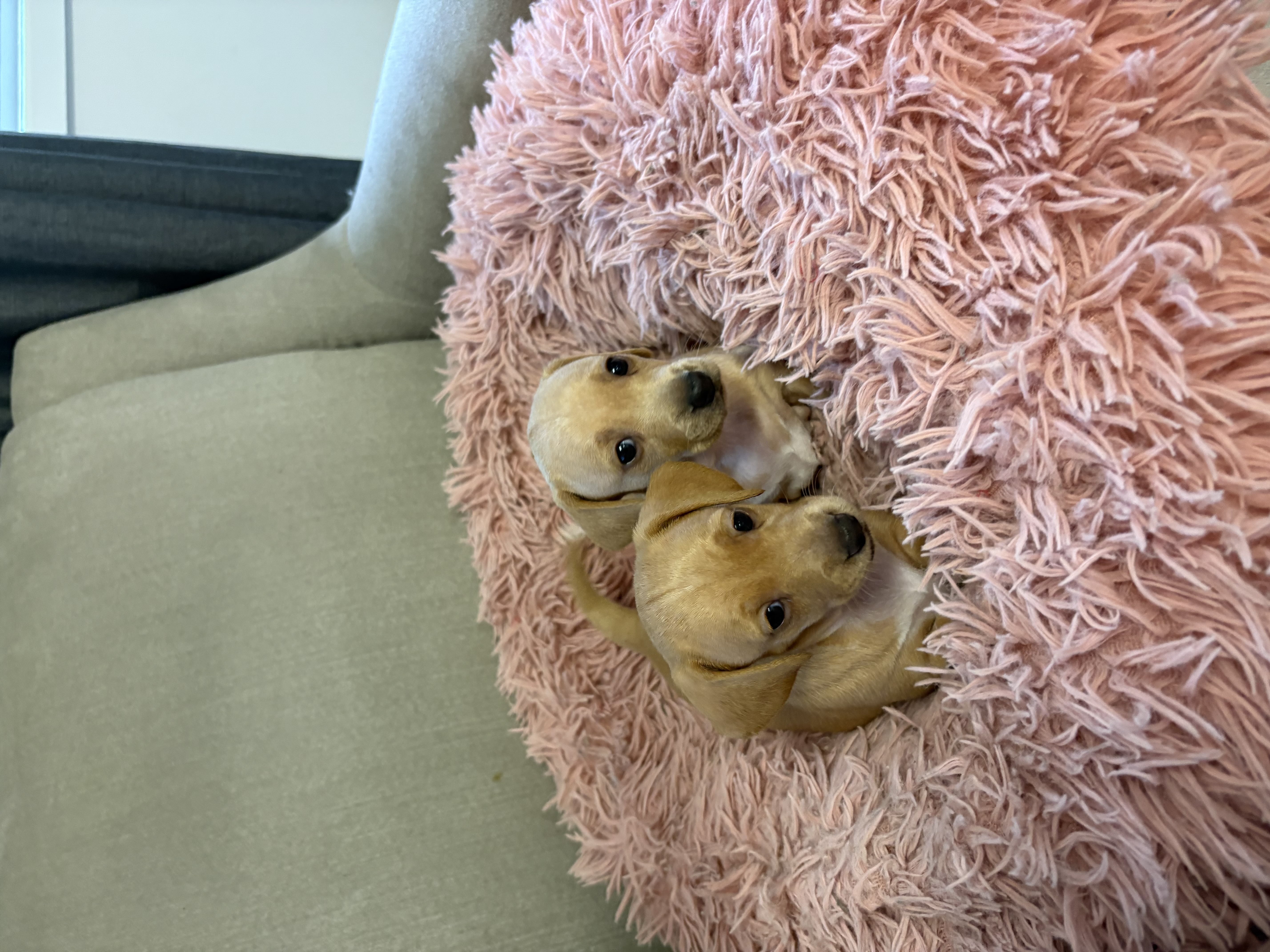 Miniature Dachshund – Mackay