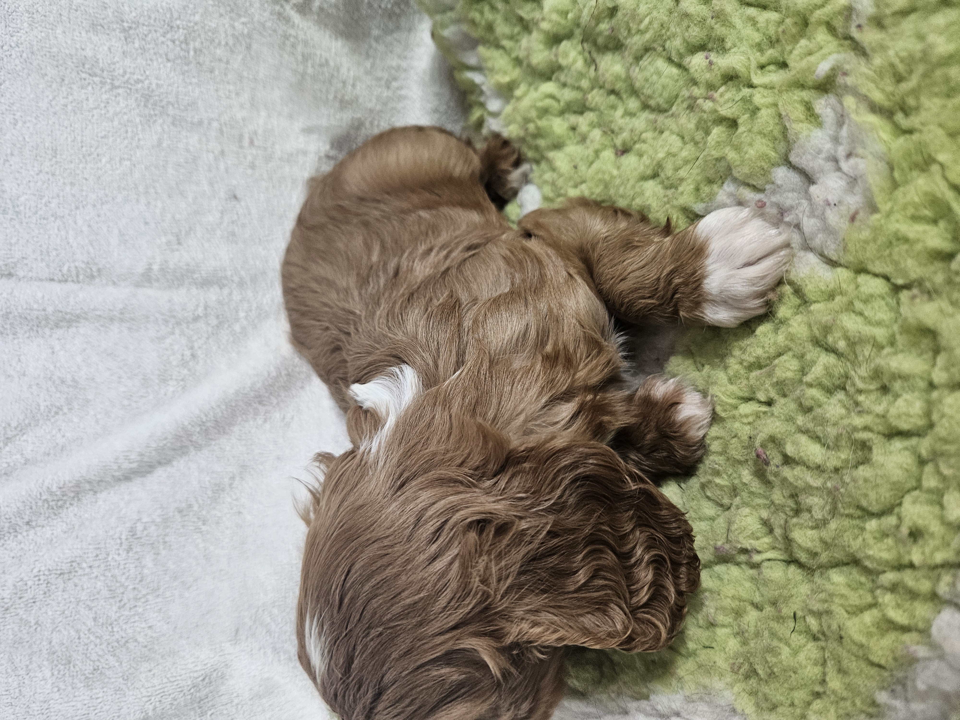 Cavalier King Charles Spaniel – Grattai