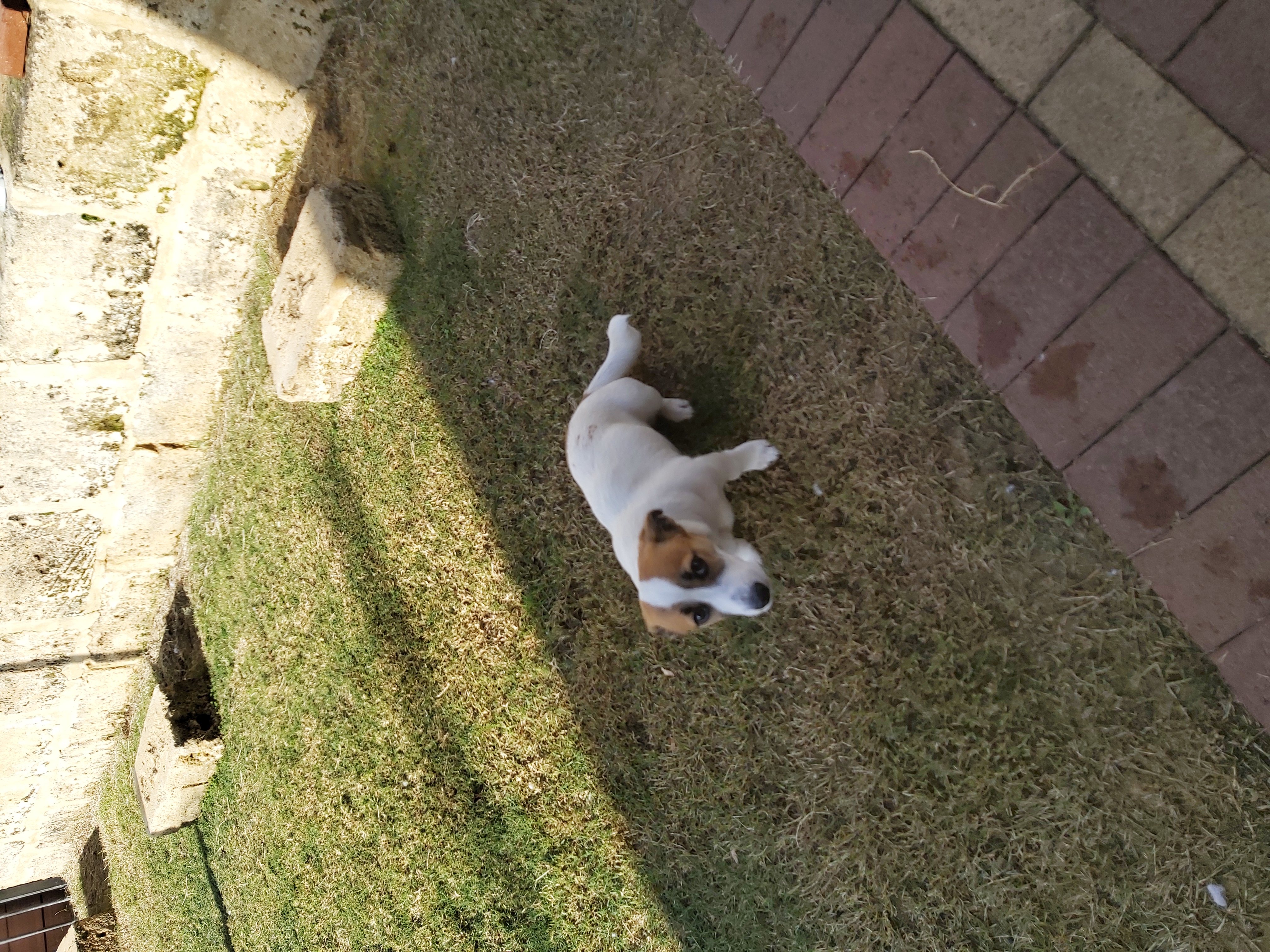 Jack Russell – Australind