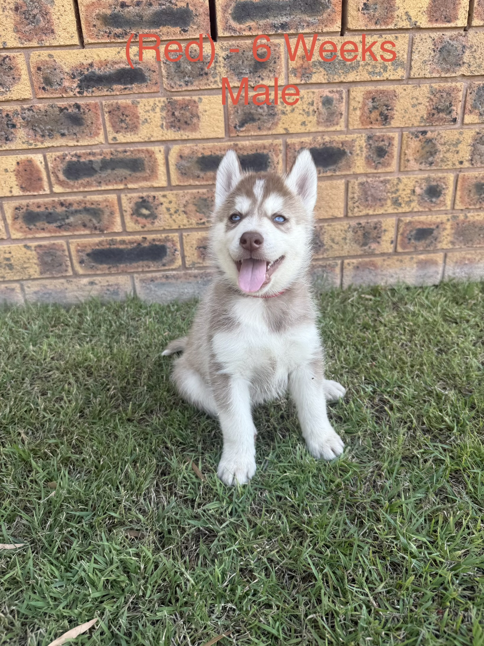 Husky – Cessnock
