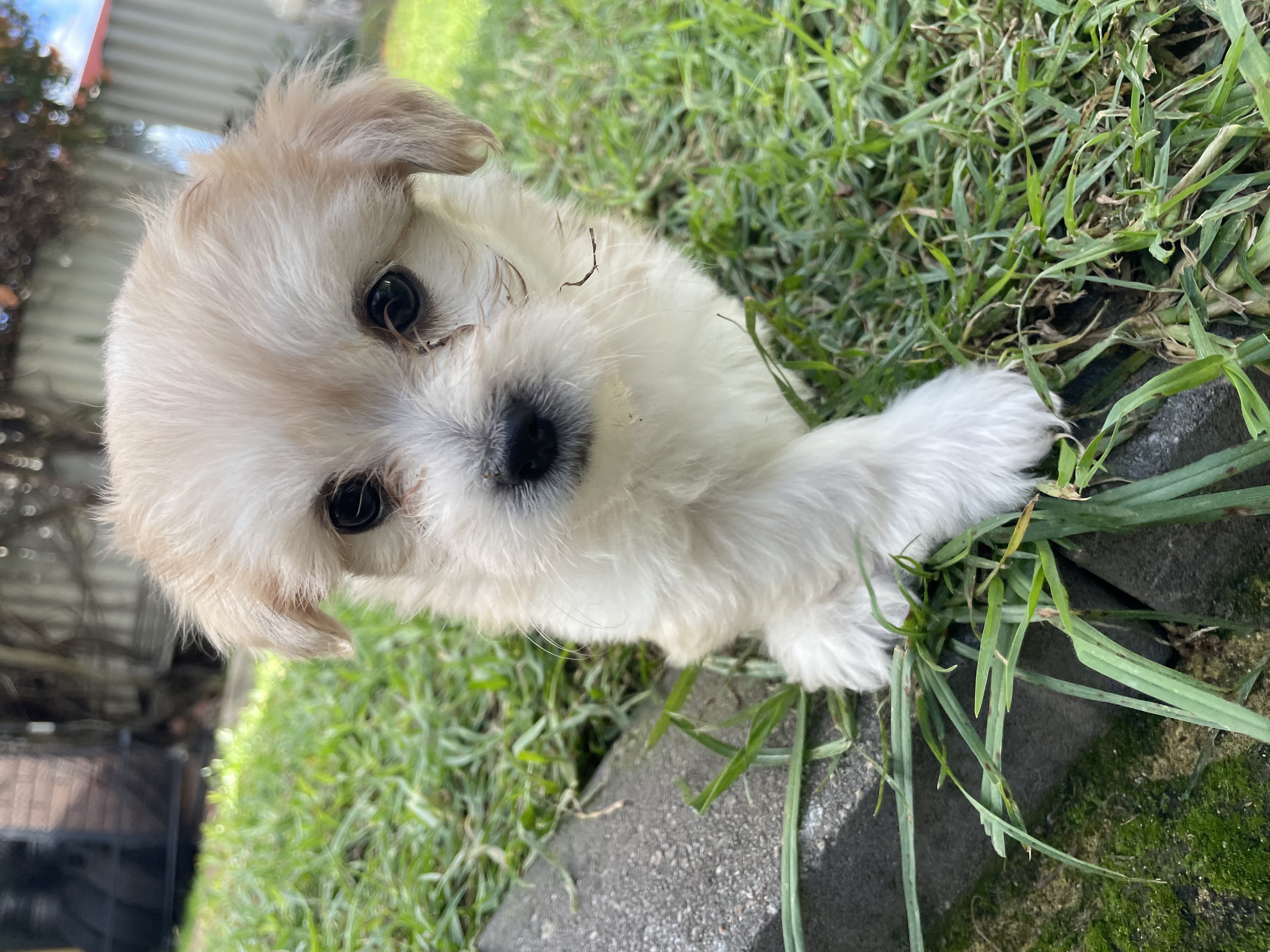 Maltese Shih Tzu – Beechboro