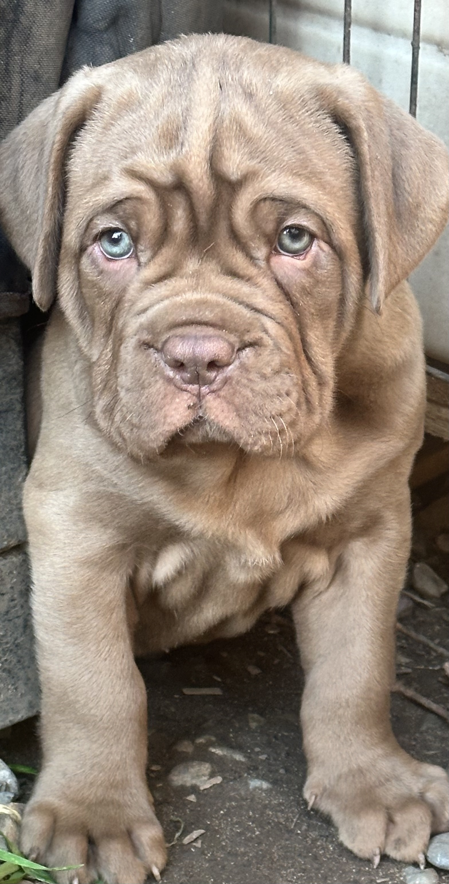 Neapolitan Mastiff – Watanobbi